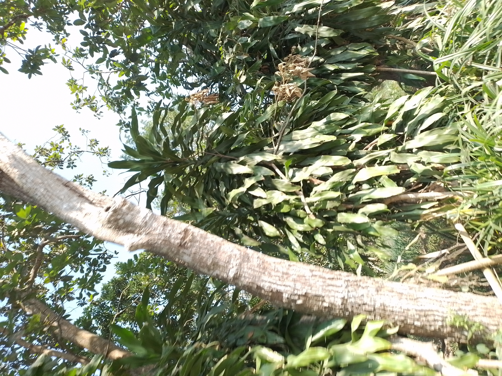 This image captures a dense cluster of trees and foliage, with a focus on a large, textured tree trunk prominently situated in the foreground, angled from the bottom left to the upper right of the frame. The tree has a rough, light-brown bark with distinct vertical striations. To the right of this main trunk, a thick plant with long, slender, green leaves grows upwards, creating a layered effect with other vegetation. In the background, more trees and branches are visible, interspersed with patches of bright sky. Some dried, brown leaf clusters hang from branches, suggesting a seasonal change or the natural decay of parts of the plants. The overall environment appears to be a natural outdoor setting, possibly a park or a wooded area within Ngancar, Indonesia, characterized by lush greenery and sunlight filtering through the canopy. There are no people or visible human activity in the image.
