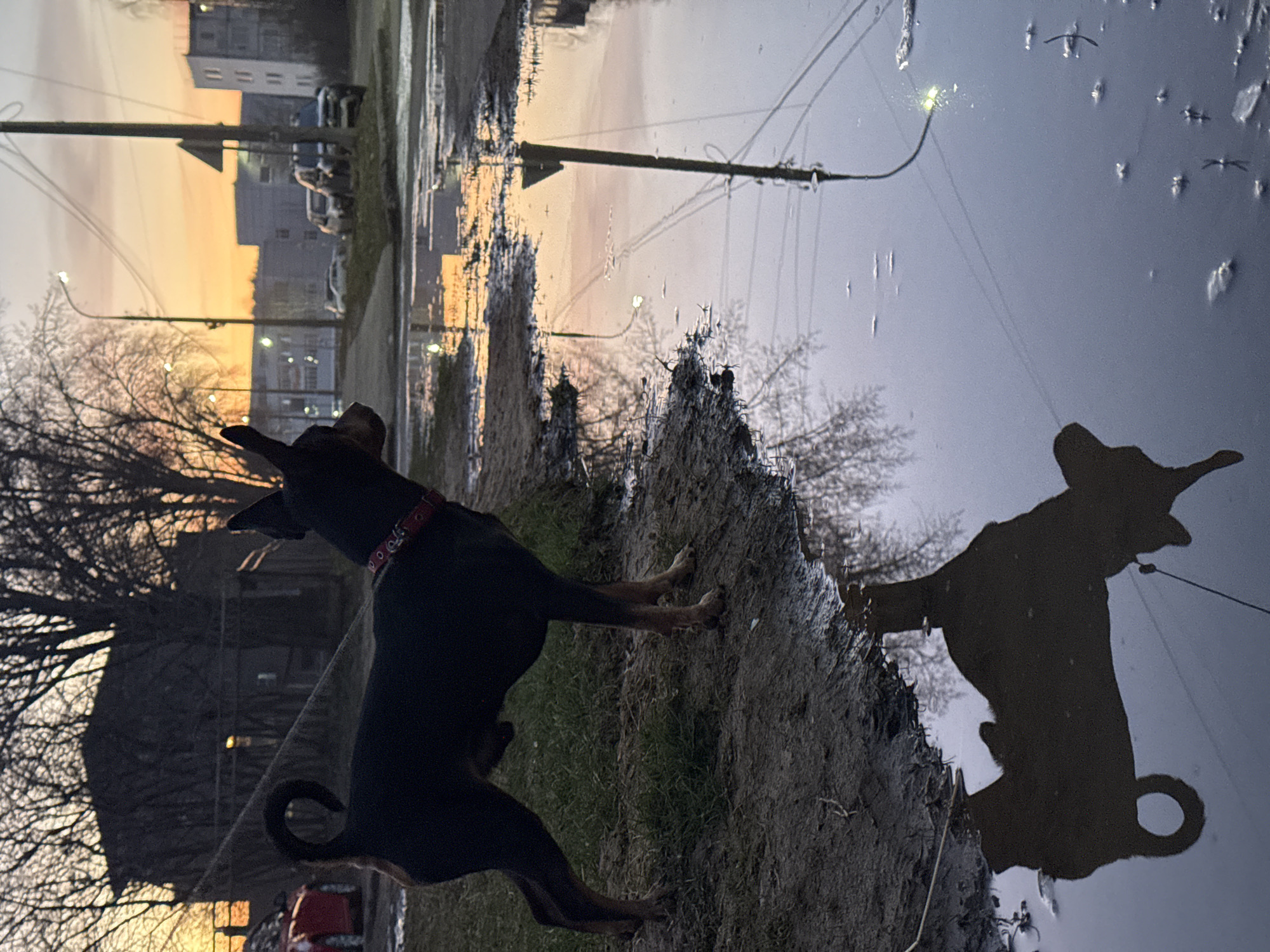 This image, captured in Chaikovsky, Russia, presents an outdoor scene at either sunrise or sunset, characterized by a soft, warm light. A dark-colored dog, wearing a red collar, is the main subject, standing on a muddy, grassy bank with its back to the viewer. Its silhouette is distinct against the lighter horizon.
A large, calm puddle dominates the right side of the frame, creating a clear reflection of the sky, the dog, and other elements. The sky, particularly on the left, transitions from orange and pink hues near the horizon to a lighter tone, indicative of the golden hour. In the background, several multi-story residential buildings are visible beneath the atmospheric sky. Bare, deciduous trees with intricate branches line the left side, and their reflections, along with utility poles and a single illuminated streetlight, are visible in the puddle. The muddy ground and the puddle suggest recent rain. The scene evokes a sense of tranquility, with the dog seemingly observing its surroundings or its own reflection in the still water. No visible text is present in the image.