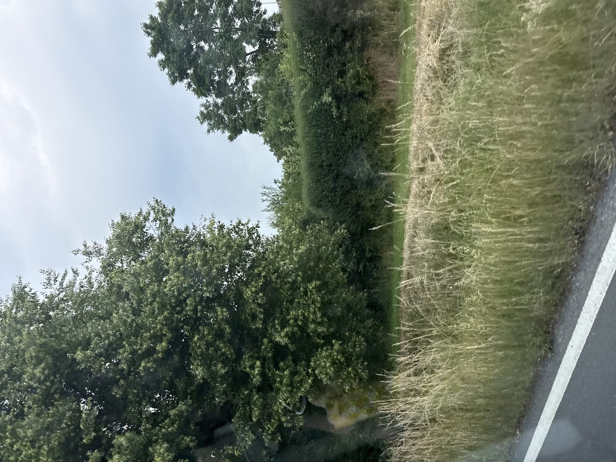 The image depicts a roadside view in Brandoberndorf, Germany. A paved road with a white line marking is visible in the foreground on the left. Tall, dry grass lines the edge of the road, transitioning into a green field and then a dense, green hedge. Behind the hedge, various trees are visible, with a large tree trunk on the left side of the frame. The sky is overcast with gray clouds. No people or animals are present in the scene.