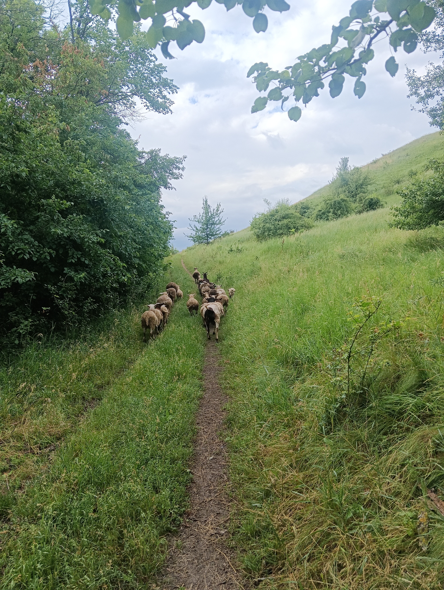 A flock of sheep are walking single file along a dirt path on a grassy hillside. The path is bordered on the left by a dense thicket of trees and on the right by tall green grass and a gentle slope. The sky is overcast with some patches of blue visible. The sheep are mostly light brown and white, with a few darker colored animals in the group. They are moving away from the camera and towards the top of the hill. The scene appears to be in a rural or natural setting, possibly a pasture or park.
