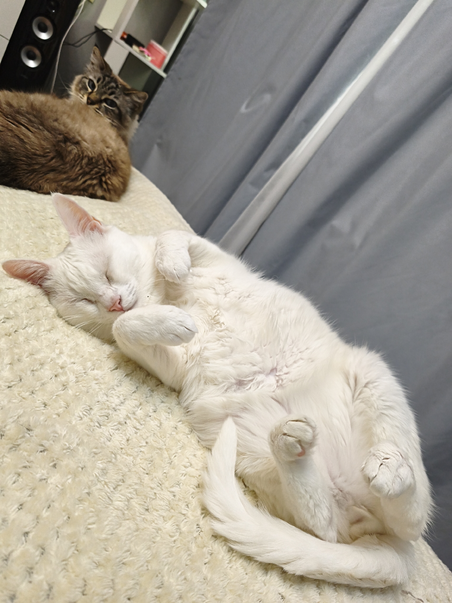 The image depicts two cats indoors, location unconfirmed. In the foreground, a white cat lies on its back on a light-colored, shaggy surface, possibly a blanket or cushion. Its eyes are closed, and its paws are curled near its face. In the background, a brown tabby cat is partially visible, resting behind the white cat. Its eyes are open. A curtain hangs behind the cats and there are some shelves and speakers visible in the back left corner.