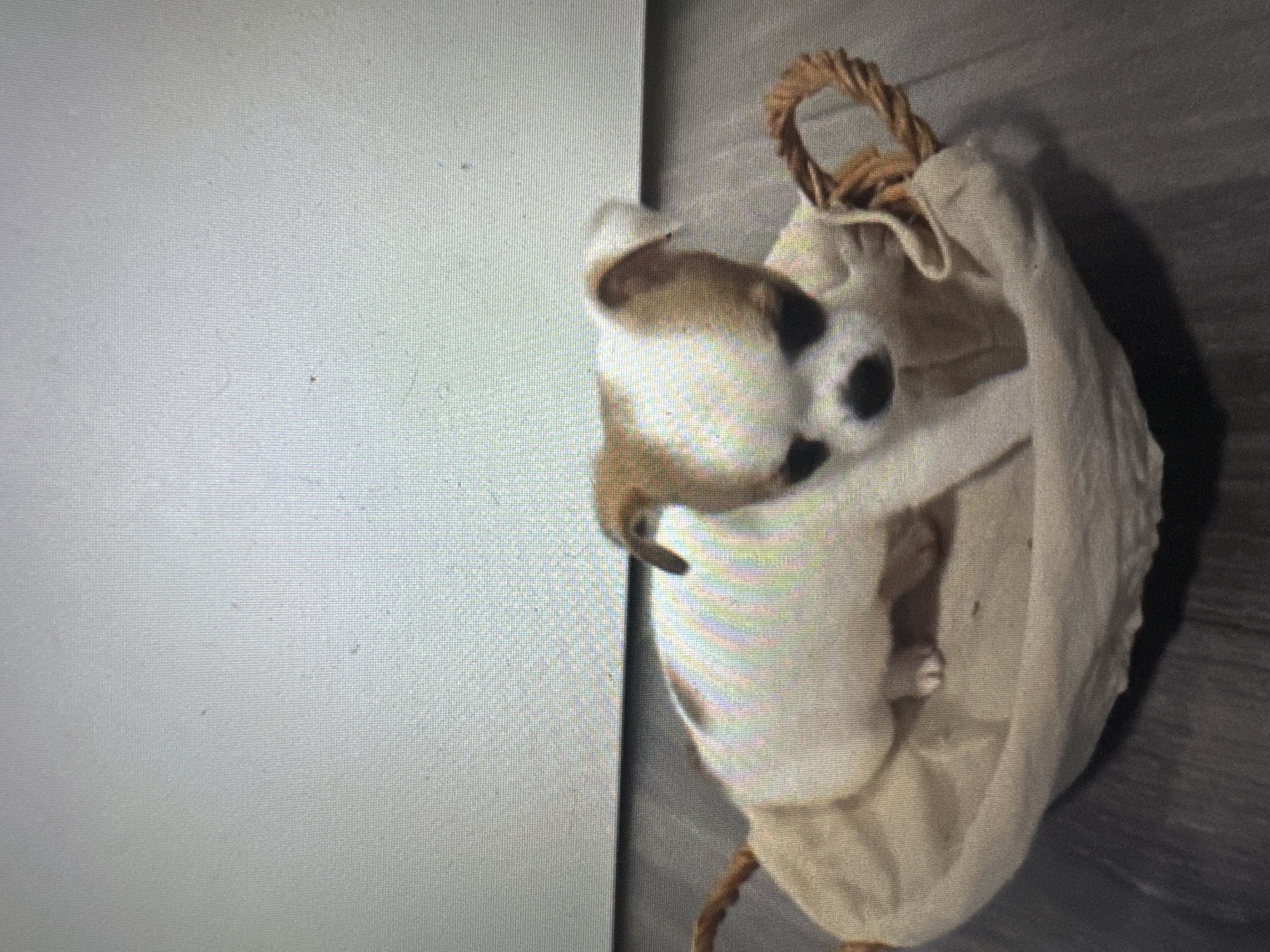 A small, white and tan chihuahua puppy is sitting in a light-colored, fabric basket with woven rope handles. The puppy has brown markings on its head and back, and its face is mostly white with black eyes and nose. The basket is placed on a dark, wooden floor. The background is a textured, light gray wall. There are no people or other animals visible in the image. The scene appears to be indoors.