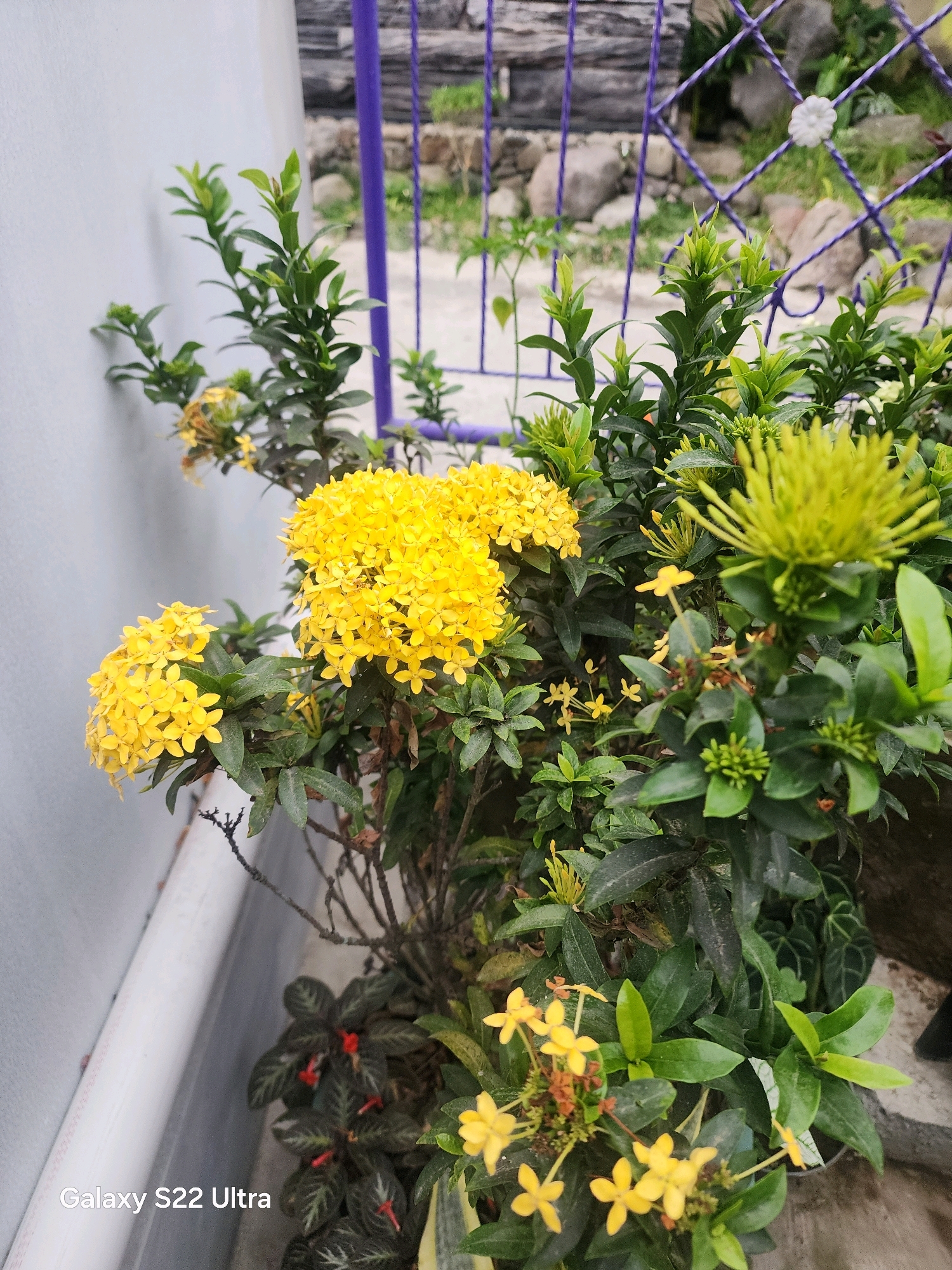 This is a close-up, eye-level, outdoor shot of a flowering plant in Salaman, Indonesia. The plant has lush green leaves and clusters of small, bright yellow flowers, with one cluster in sharp focus in the foreground and another slightly out of focus to the left. To the right of the main plant, a spiky, light green flower head is also visible, with some smaller yellow flowers scattered throughout. The background shows a textured white wall on the left, and a purple metal fence with a white decorative element on the right, beyond which rocks and greenery are visible. The bottom left corner of the image displays "Galaxy S22 Ultra" text.
