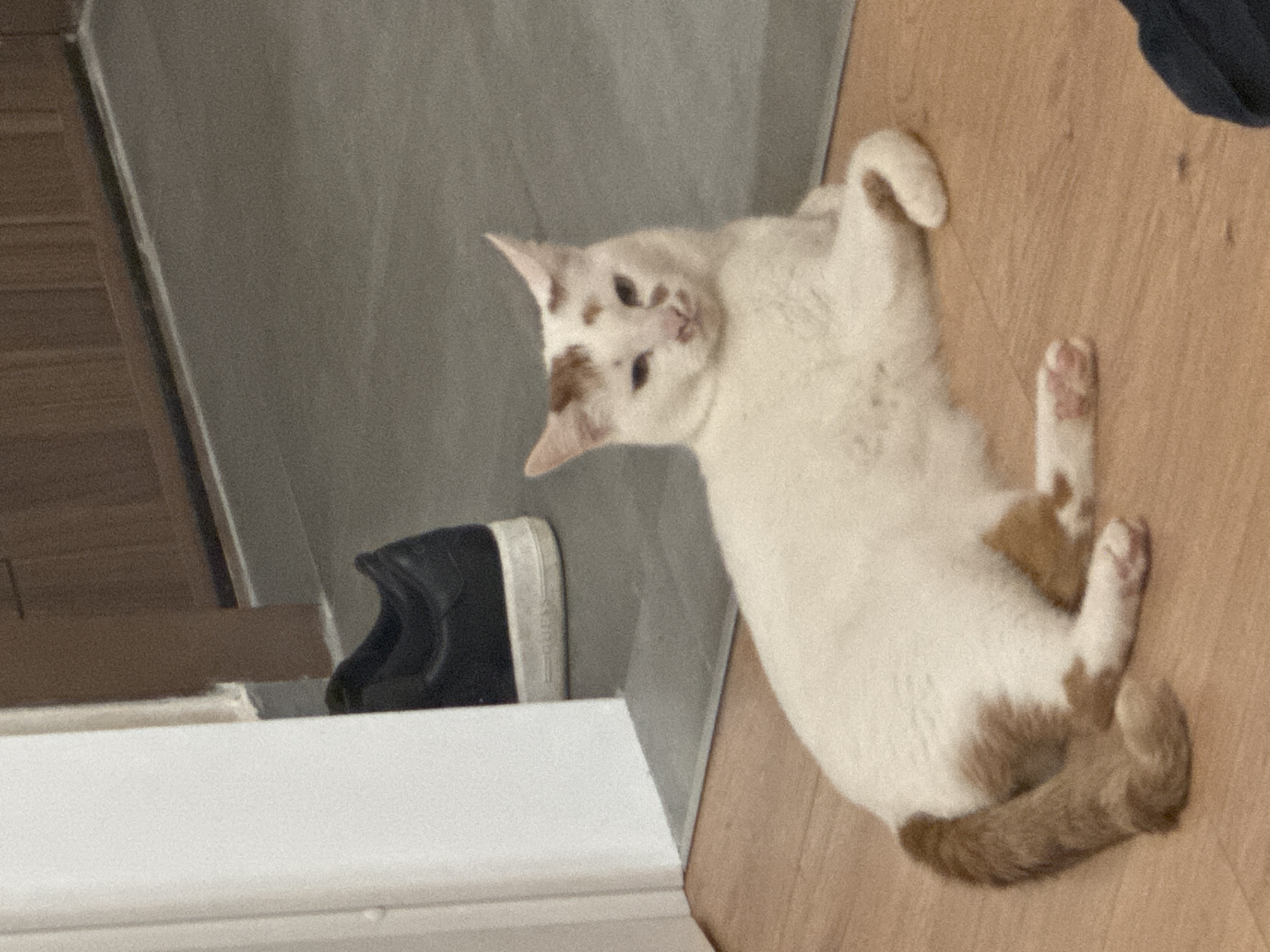 An indoor scene depicts a short-haired cat resting on a light brown wooden floor. The cat is predominantly white with several distinct light brown/ginger patches of fur, notably on its forehead, above its nose, on its back, hind legs, and a full ginger-colored tail. Its eyes are partially closed, and its front paws are tucked beneath its chest. To the left of the cat, the wooden floor transitions to a grey tiled or concrete floor, separated by a white vertical door frame or wall segment. Partially obscured behind this white structure and on the grey floor, a black sneaker with a white sole is visible, displaying the embossed word "GUESS." In the background, beyond the grey floor, a dark brown wooden surface, possibly a door or cabinetry, is present. A dark fabric element is partially visible in the bottom right corner of the frame. The visual evidence within the image does not contain information to ascertain its specific location within Sofia, Bulgaria.