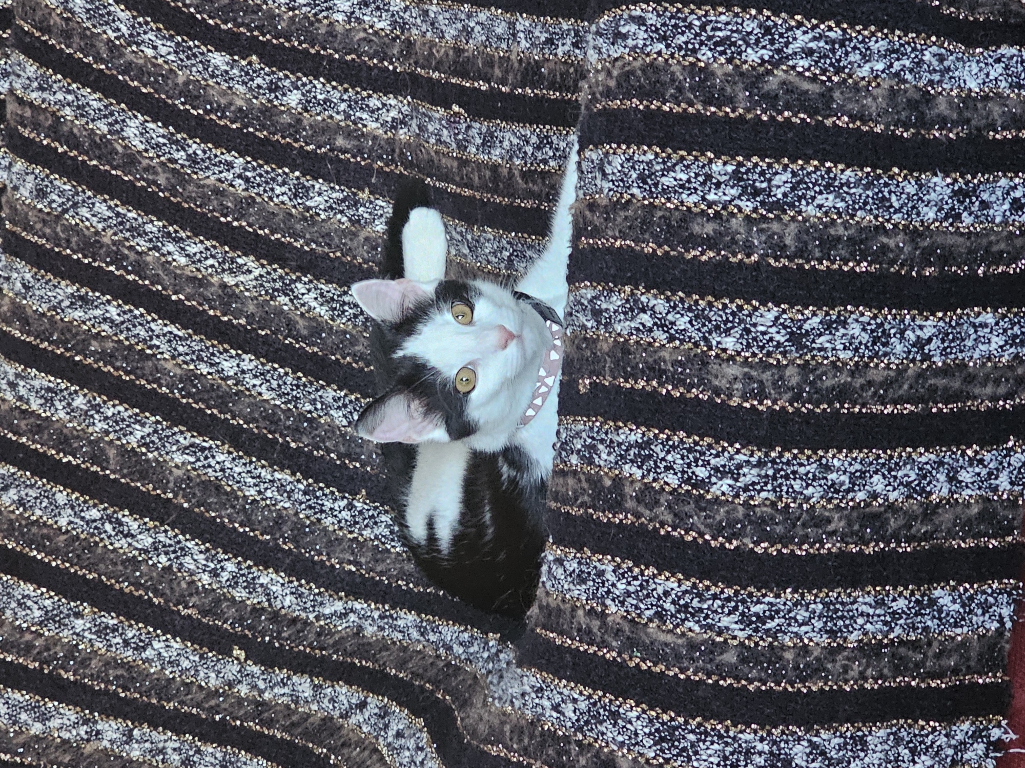 A black and white cat is positioned between the folds of a horizontally striped fabric. The fabric alternates between dark stripes and lighter, textured stripes. The cat's head is tilted upwards, with its yellow eyes looking towards the viewer. It wears a pink collar with white markings. The location information, Holywell, United Kingdom, is not discernible from the visual elements of the image.