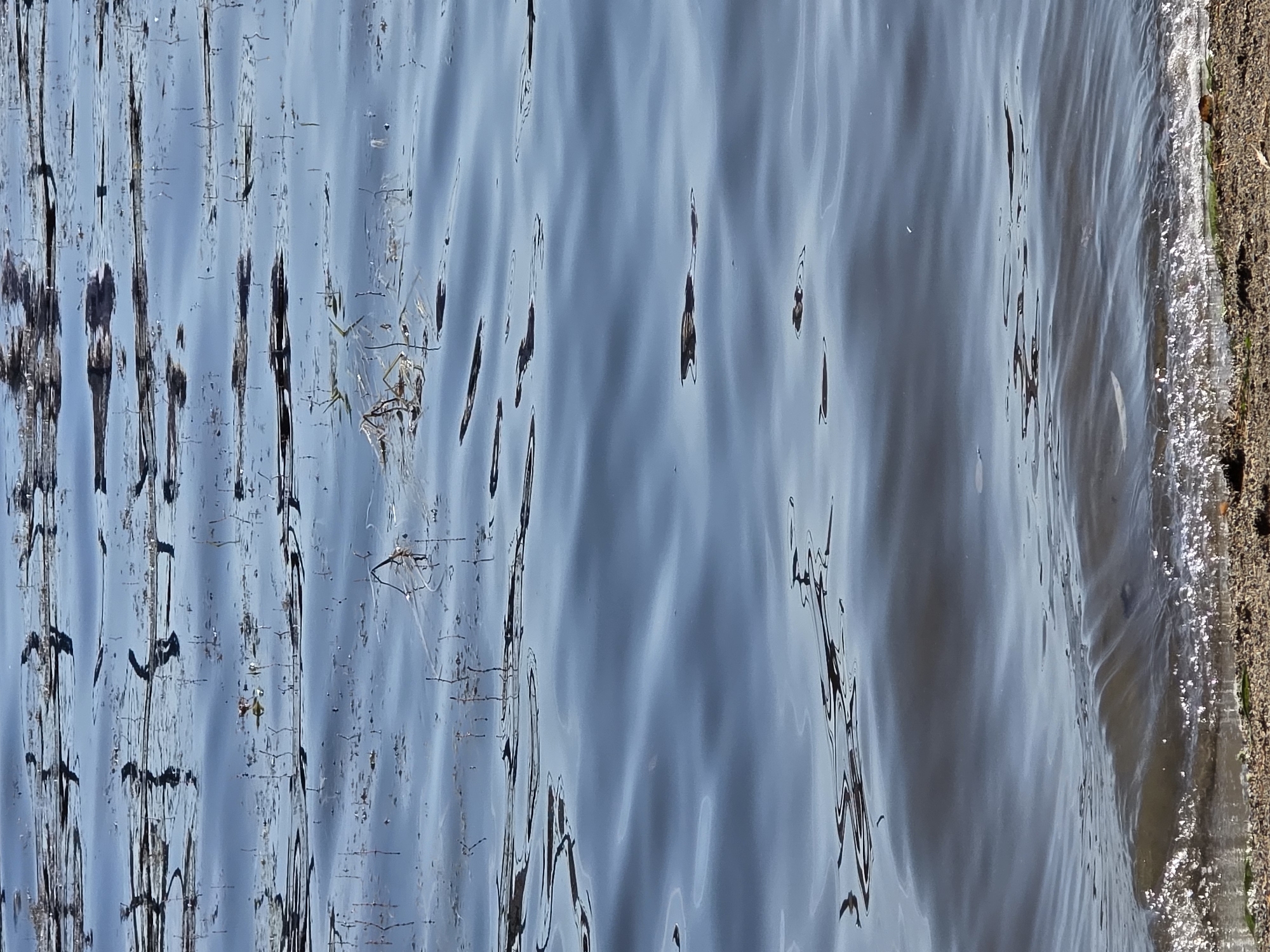 The image depicts a close-up view of the surface of Lake Chebarkul in Chebarkul, Russia. The water is calm, with gentle ripples and reflections of the sky and any surrounding vegetation. Small amounts of aquatic plants and debris are scattered across the surface. The shoreline is visible at the bottom of the frame, consisting of sand, small pebbles, and some sparse green vegetation. The overall impression is one of natural tranquility.