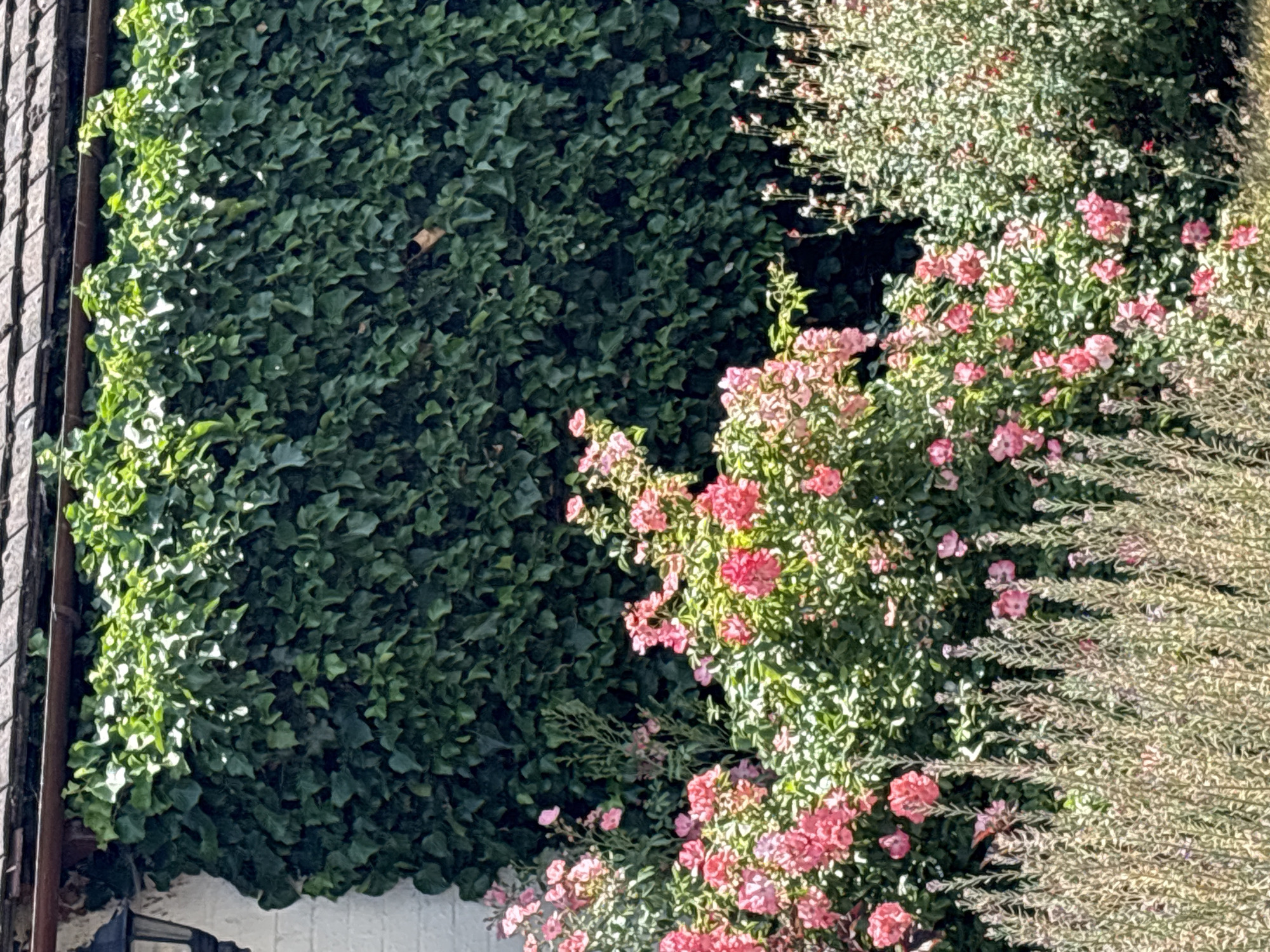 A close-up, eye-level shot captures a vibrant garden scene against a white brick wall partially covered by dense green ivy. A dark brown tiled roof caps the wall. In the foreground, a profusion of pink roses blooms abundantly, interspersed with delicate white flowers. To the left, a black lantern is visible on the white wall, and to the far left, a narrow section of the wall is not covered by ivy. The image appears to be taken on a sunny day, judging by the bright lighting and shadows. The scene depicts a well-maintained garden that could be located in any residential area of Chelmsford, United Kingdom.