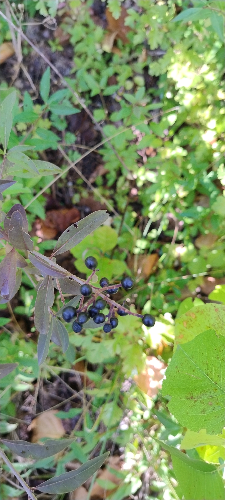 A close-up, vertical shot captures a cluster of dark, small berries on a thin stem, appearing to be in a natural outdoor setting. The berries are round and glossy, varying slightly in size, with some appearing almost black and others a deep purple. They are attached to a reddish-brown, slender stem which is part of a larger plant with lance-shaped leaves. These leaves are a muted green, with some exhibiting a purplish hue, and show signs of minor damage such as small holes.
The background is a soft blur of green foliage and brown earth, suggesting a woodland or garden environment. Sunlight filters through the leaves, creating dappled light and bright highlights in some areas. There are no people or animals visible in the image. The scene is static and focused on the detail of the berry cluster. The provided context that this image is from Ishøj, Denmark, places this natural scene within that specific geographical location.