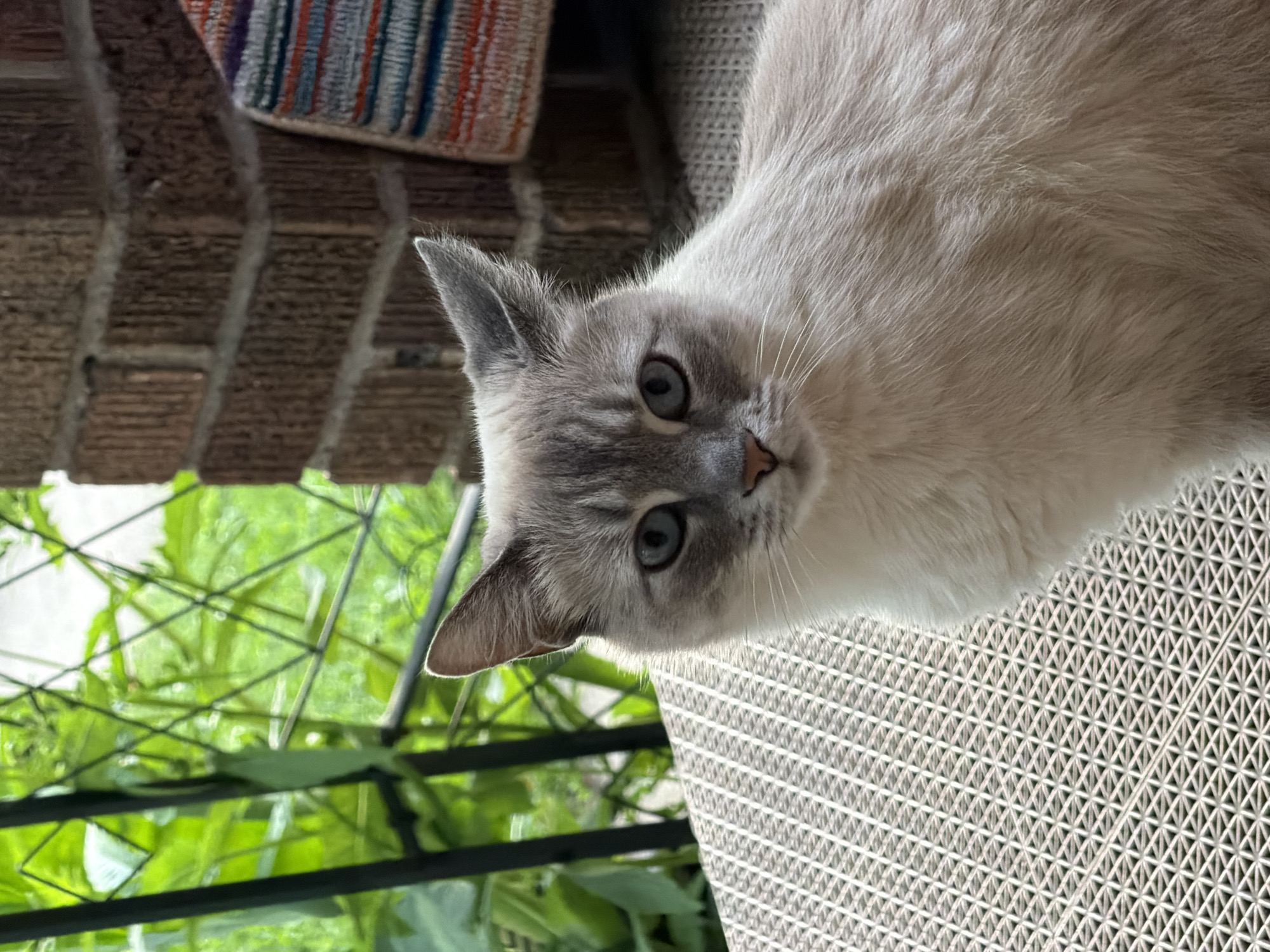 A light gray Siamese cat with blue eyes sits on a textured surface, possibly a patio chair. The cat is facing the camera, with its body angled slightly to the right. In the background, there is greenery visible through a black metal trellis, a brick wall, and a portion of a striped cushion. The scene appears to be outdoors, possibly on a porch or patio. There is no indication of the specific location within Pittsburgh.