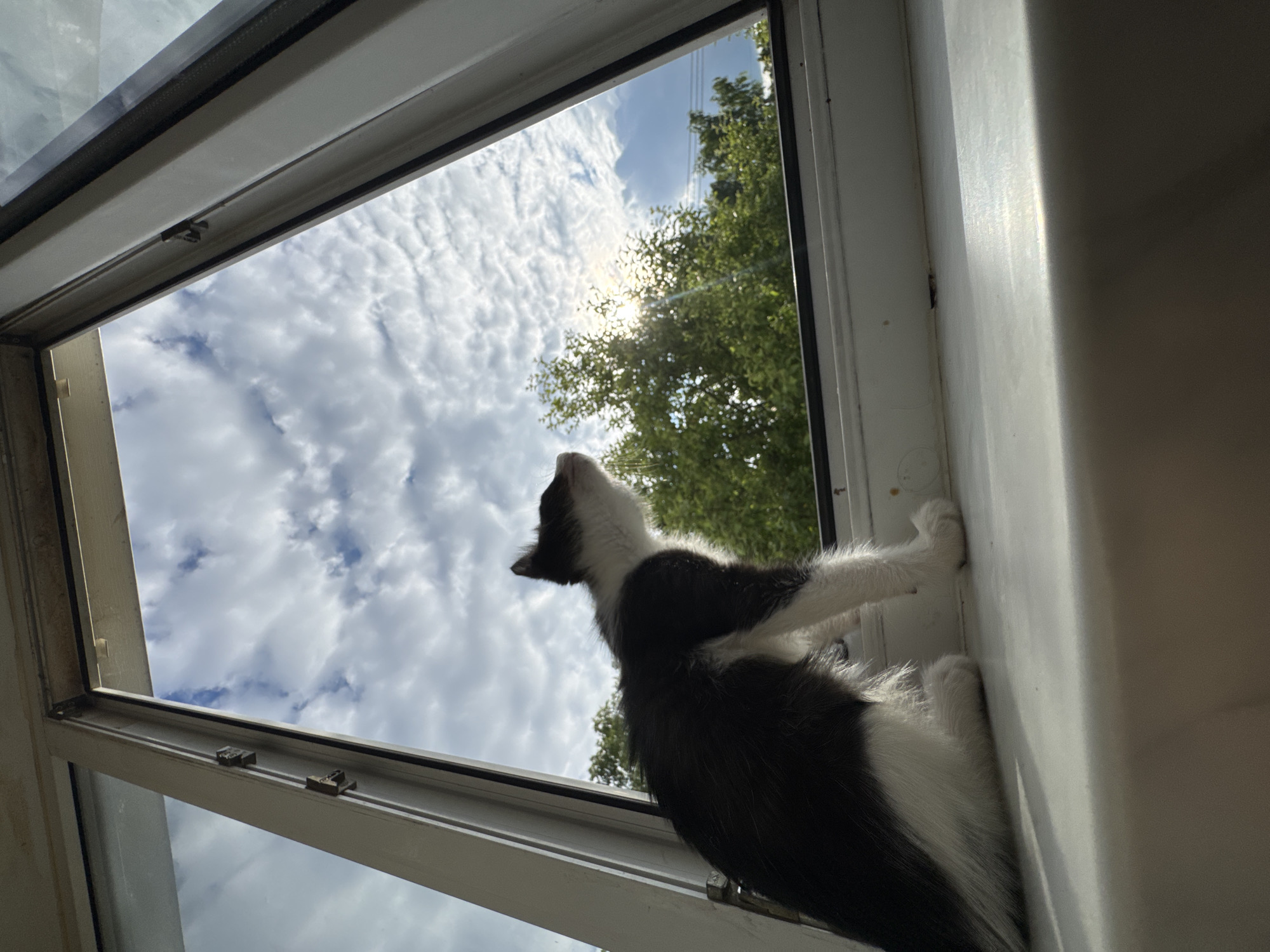 A black and white cat is captured in a low-angle shot, looking out of an open window. The cat is perched on the window frame, with its front paws gripping the wall and its hind legs tucked beneath it. Its head is tilted upwards, gazing at the sky.
The window is framed by white sills and metal hardware. Through the open window, a bright sky filled with fluffy white clouds is visible. The sun is shining, creating lens flare and casting a warm glow through the clouds and onto the surrounding trees. The leaves of a deciduous tree are visible, lush and green, suggesting a daytime setting in a temperate climate, possibly during spring or summer.
The perspective is from below the cat, emphasizing its upward gaze and the vastness of the sky. The lighting suggests it's daytime, with the sun at a moderate height. The scene evokes a sense of curiosity and wonder as the cat observes the outside world. No text is visible in the image.