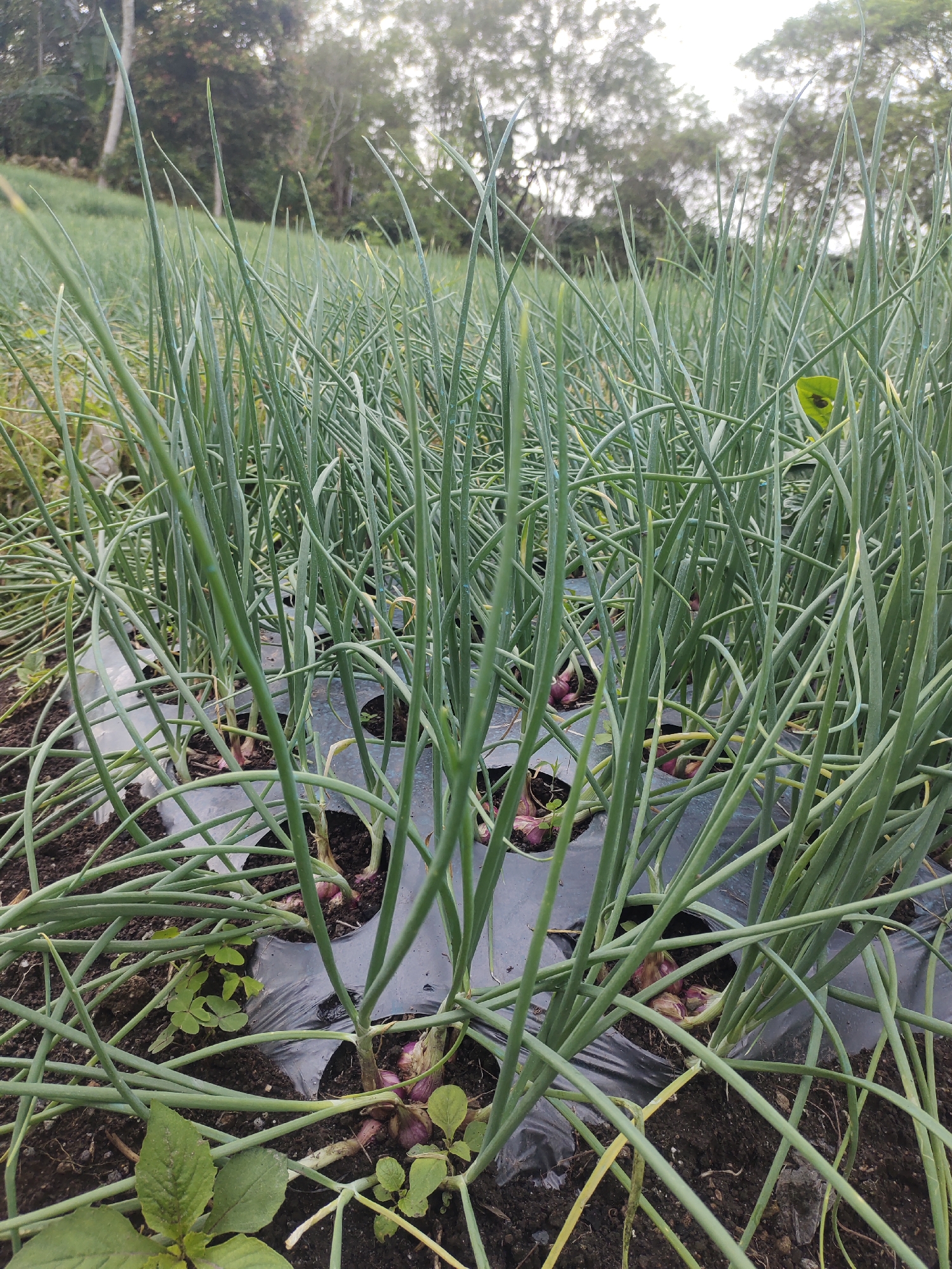 A close-up, eye-level shot captures an onion field in Cintadamai, Indonesia. The foreground is dominated by lush, green onion stalks, some of which are bent and intertwined, creating a dense, organic canopy. These stalks emerge from dark, rich soil, partially covered by black plastic sheeting with circular cutouts, revealing the developing bulbs. Some red onion bulbs are visible beneath the foliage. In the background, out-of-focus trees and foliage suggest a natural, possibly rural, environment surrounding the agricultural land. The lighting is overcast, casting a soft, diffused light across the scene, with a hint of sunlight filtering through the trees. No people or animals are present in the image.