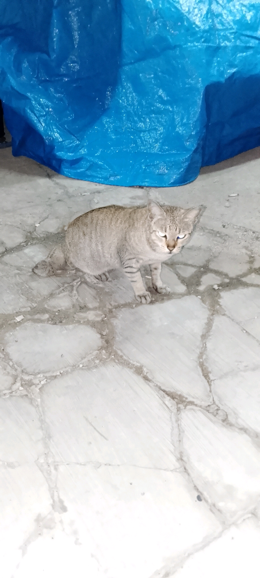 A tabby cat with light brown fur and dark stripes sits on a cracked, light-colored tiled floor. The cat's eyes are bright, reflecting light. Behind the cat, a large, crumpled blue tarp occupies the background, creating a soft, diffused light. The overall environment appears to be outdoors or in a covered outdoor space, possibly an alleyway or a storage area, given the tiled ground and the tarp. No people are visible in the image. The scene is devoid of specific landmarks that would pinpoint its exact location within Satriamekar, Indonesia, beyond the general description of the environment.