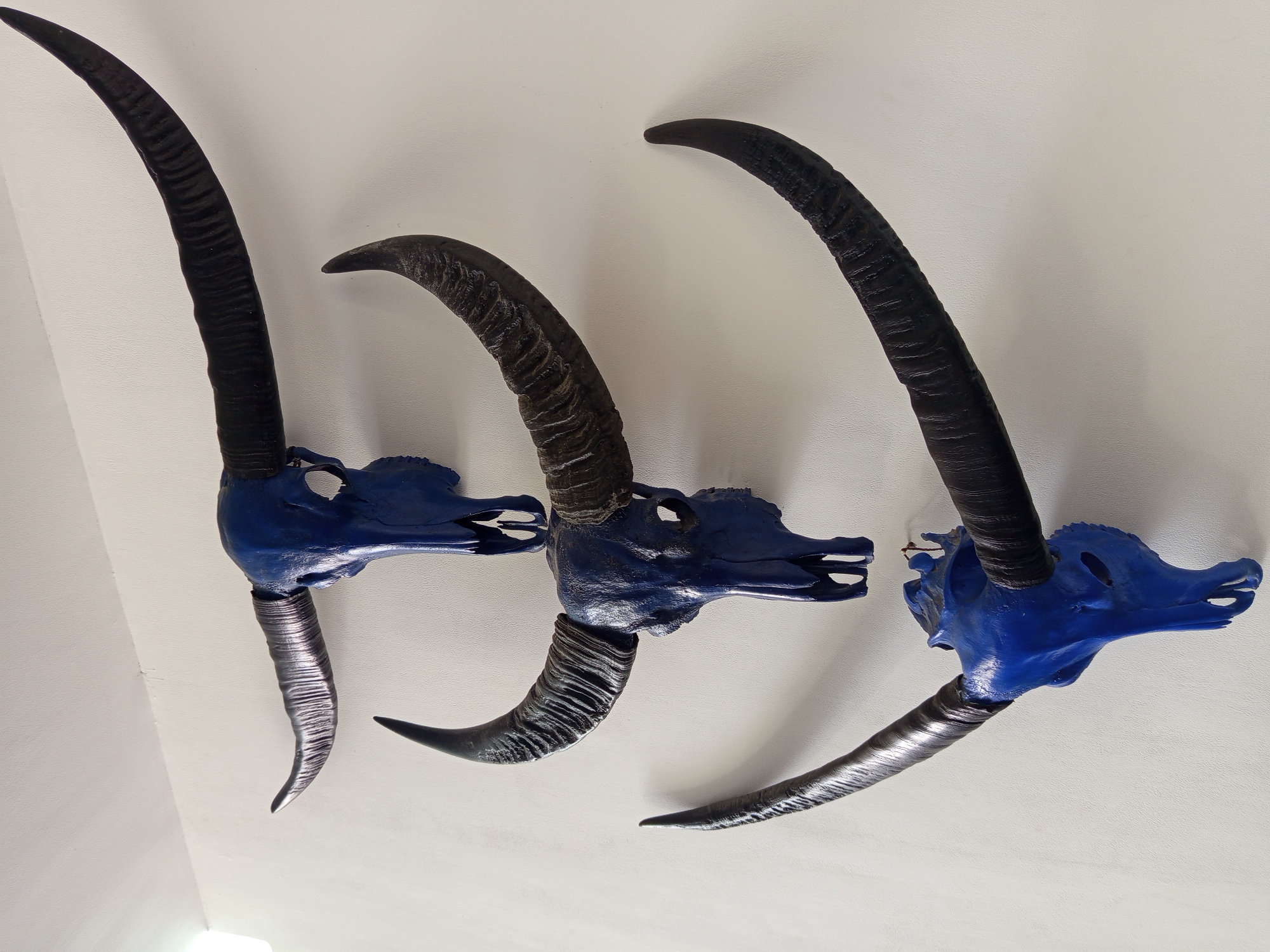 Three blue-painted animal skulls with black and silver horns are mounted on a white wall. The horns vary in size and shape; some are long and curved, while others are shorter and more curled. The skulls appear to be art pieces or decorations. The location is not discernible from the image alone. The city of North Kuta, Indonesia, is provided as additional context only and is not visually confirmed in the picture.