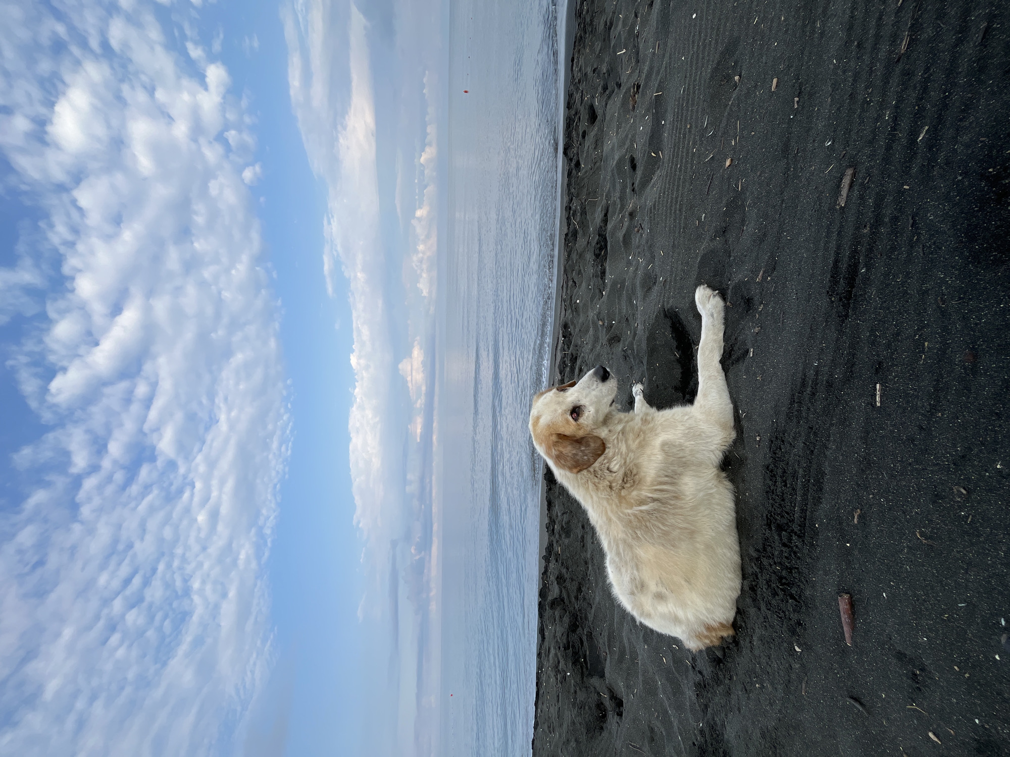 A medium-sized, light-colored dog with tan markings on its head and ears lies on a black sand beach. The dog is facing to the right, looking out towards the sea. The ocean is calm and stretches to the horizon, meeting a pale blue sky filled with scattered white clouds. The beach is dark and sandy, with some small debris visible on the surface. The scene appears to be at the beach in Ureki, Georgia, known for its magnetic black sand.
