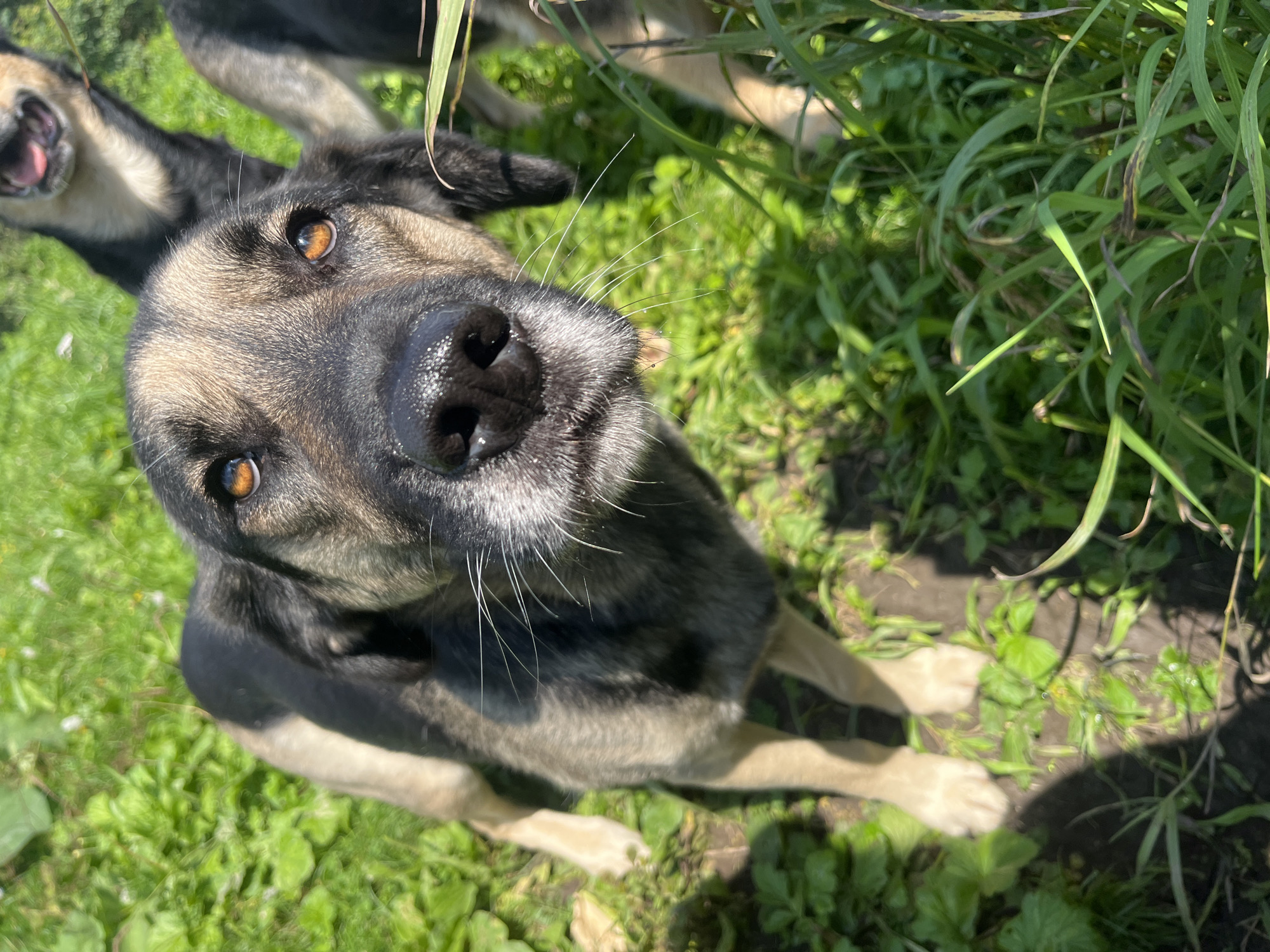 A close-up, eye-level, vertical outdoor shot focuses on the head and upper body of a medium-sized dog with tan and black fur. The dog's eyes are amber and looking directly at the camera, and its nose is black and wet. The dog has long, white whiskers. Its ears are black and tan, one hanging down and the other partially visible behind its head. The dog is standing in green grass under bright sunlight, casting a shadow to its left. In the background, the mouth and snout of another dog are visible, open as if panting. Another dog's body is visible to the right, mostly out of frame. The scene appears to be a park or natural area in Nizhny Tagil, Russia, on a sunny day.