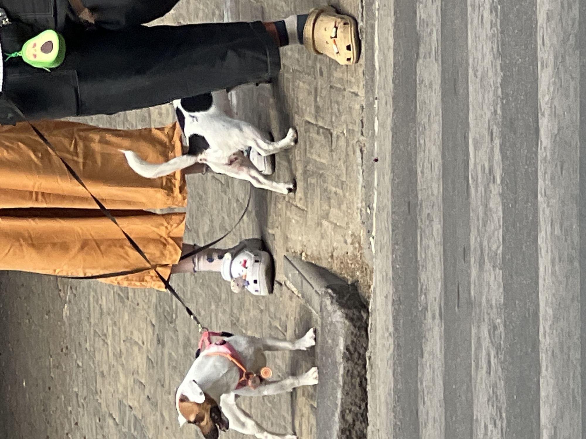 The image shows a street scene with two people and two dogs. The person on the left is wearing an orange garment and white Crocs with charms. The person on the right is wearing black pants, striped socks, and tan Crocs with charms. Both people are holding leashes attached to the dogs. The dog on the left is white with brown markings and is wearing a pink harness and a decorative collar. The dog on the right is black and white. They are standing on a paved area next to a crosswalk. A bright green avocado-shaped bag is attached to the person on the right's pants. The environment appears to be an urban setting, possibly Odesa, Ukraine, given the context.