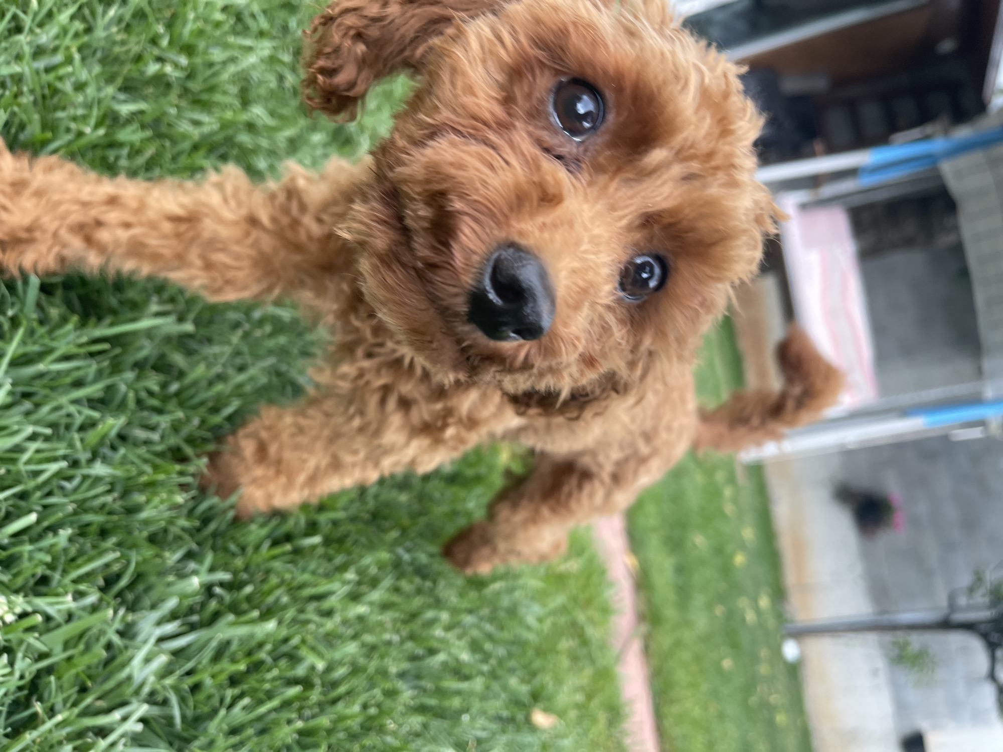 A close-up, high-angle photograph captures a small, brown poodle outdoors on a green lawn. The dog is in focus, looking directly at the camera with a slightly upward gaze. Its coat is dense and curly, and its nose is large and black. The dog appears to be extending a paw towards the viewer. The lawn is green and appears to be well-maintained. In the blurred background, a building or structure is visible, suggesting a residential area. The city of Sofia, Bulgaria is not determinable from the photograph alone.