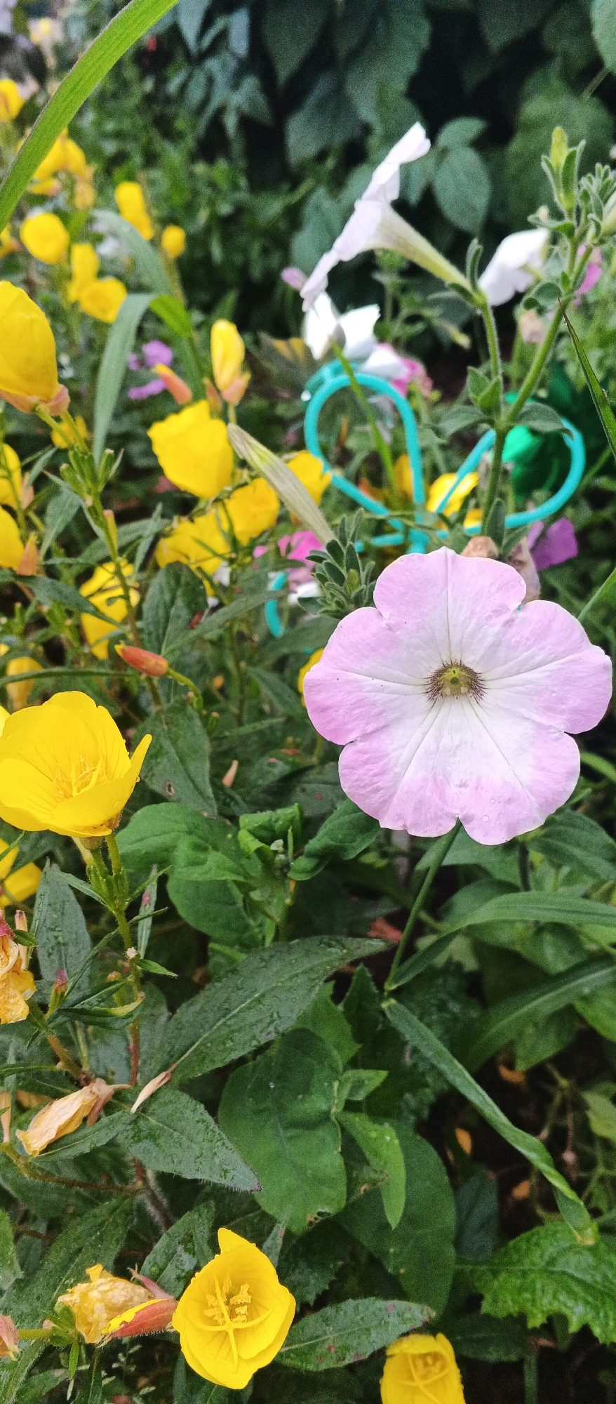 This is a close-up, vertical, outdoor shot of a variety of flowers and foliage. The dominant subject is a large, light pink petunia flower in the foreground, its petals slightly cupped, with delicate dark veins radiating from its center. To the left of the petunia, a bright yellow flower, possibly a primrose, is in focus, its petals open and revealing its stamen. In the background, numerous other yellow flowers are visible, along with hints of white and purple blooms, all interspersed with lush green leaves. Some of the leaves appear wet, suggesting recent rain or dew. A turquoise, heart-shaped decorative element is partially visible in the upper right portion of the image, intertwined with green stems. The overall environment is that of a garden or a wild patch of flowers. The location is stated to be the city of Подгорное, Russia.