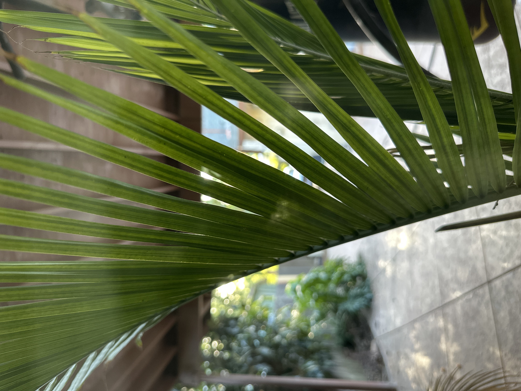 A close-up view shows a green palm frond with narrow, parallel leaves filling the frame. The frond extends from the upper right to the lower left. In the background, out-of-focus scenery suggests an urban environment with greenery, including what appears to be shrubs or bushes, and a light-colored building or wall with shadows cast upon it. A glimpse of the sky or bright exterior is visible through the leaves.