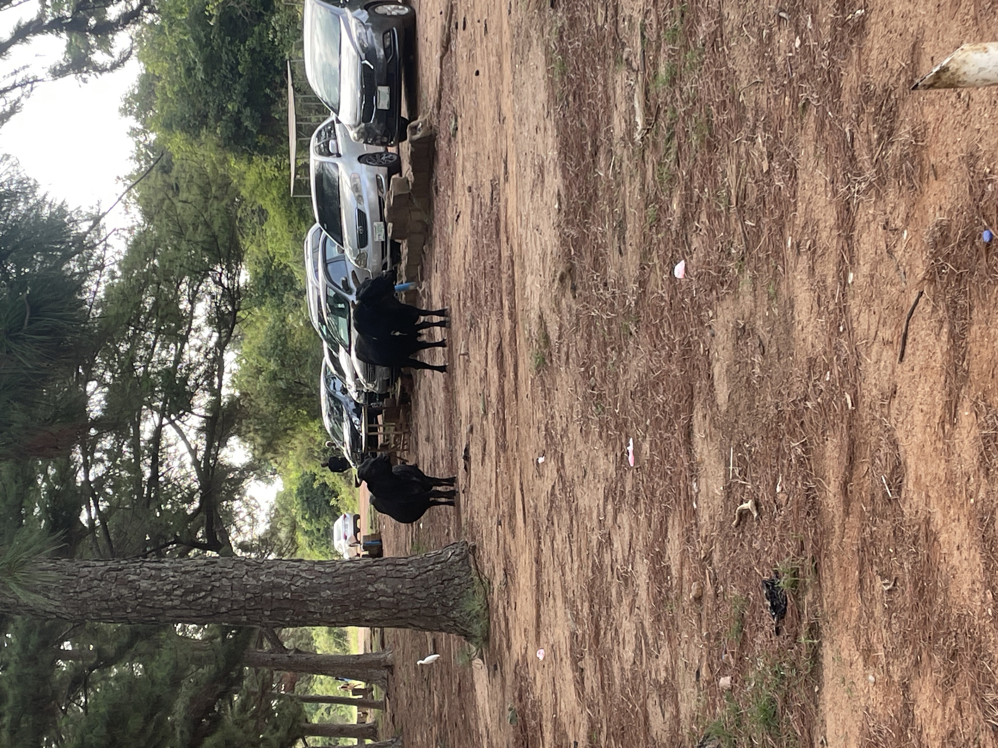 The image depicts an outdoor scene, seemingly a park or open area near a road. There are several cars parked in a line along the edge of the road. Three black cows are standing on the dirt ground among the parked cars. The ground is littered with debris. Trees line the left side of the image. The location is possibly in the city of Jos, Nigeria.