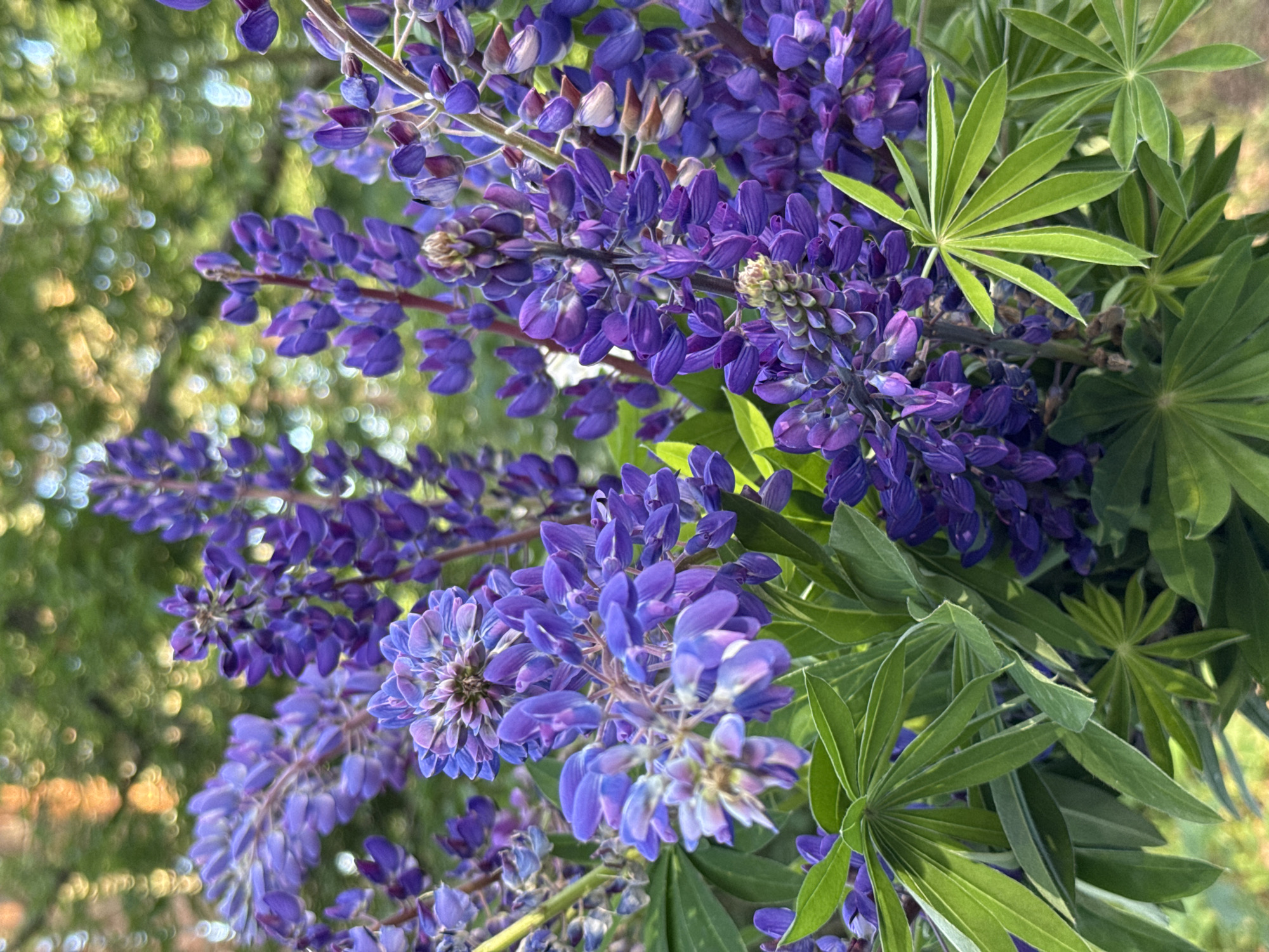 This is a close-up, vertical, eye-level shot of a bouquet of purple lupine flowers, presented in an outdoor setting. The flowers are clustered together, with some in sharp focus and others softly blurred in the background. The backdrop is a bokeh effect of dappled sunlight filtering through green foliage and hints of warm, orange light, suggesting a forest or park environment. The leaves of the lupine are a vibrant green, fan-shaped, and interspersed among the flower stalks. There is no indication of human presence or activity within the frame. The overall impression is one of natural beauty and the vibrant colors of summer flora. The location in Zelenaya Roshcha, Russia, suggests this scene is likely a natural area within or near the city, possibly a park or a wild meadow.