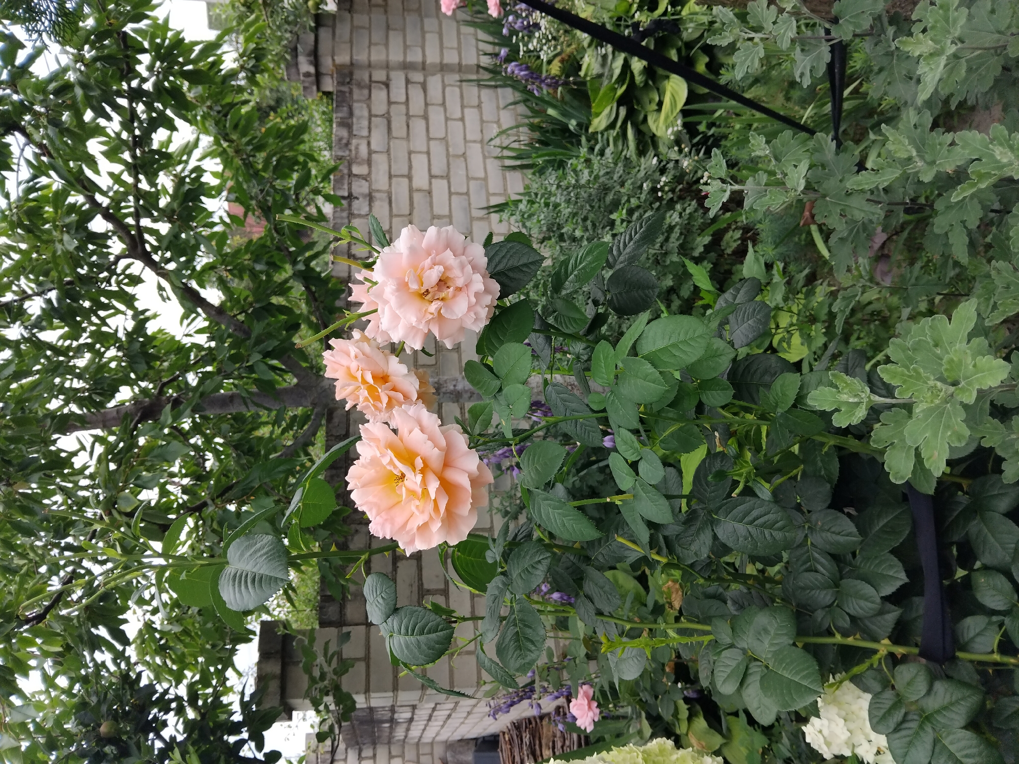 The image depicts a garden scene in Zhytomyr, Ukraine, featuring blooming roses with pale pink and peach-colored petals. The roses are the primary focus, with several large blooms clustered together on a branch with dark green leaves. In the background, a light-colored brick wall forms a boundary, with some foliage and trees visible beyond it. The overall setting suggests a well-maintained garden space.