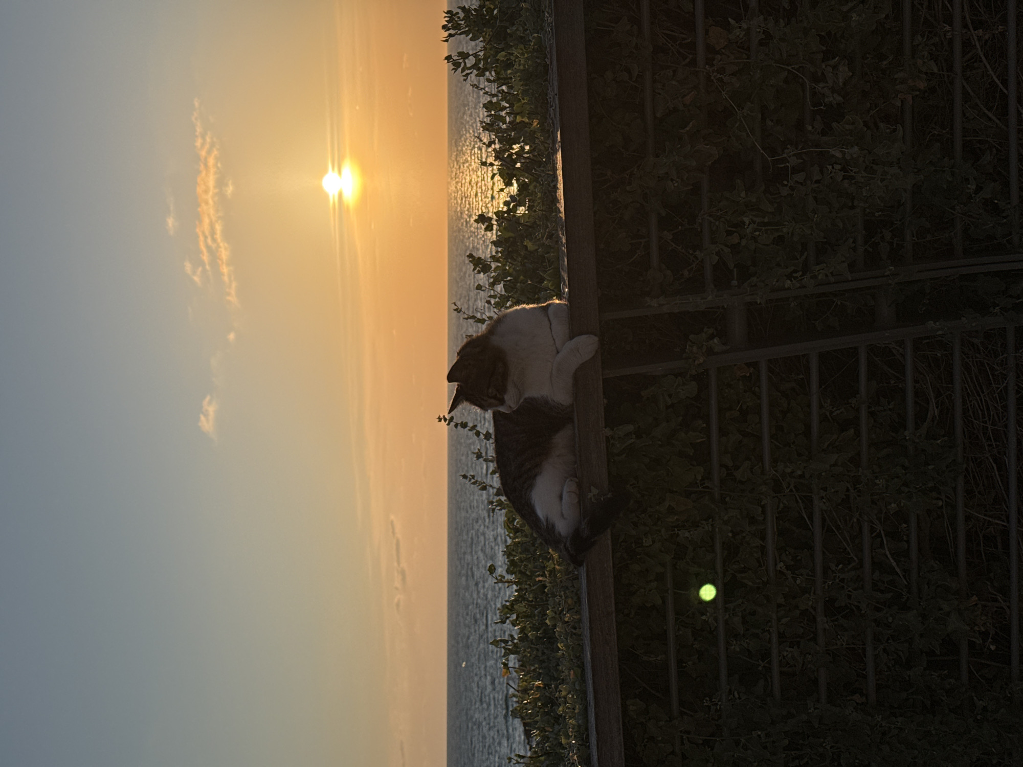 The image shows a sunset over the Mediterranean Sea in Tel-Aviv, Israel. A cat is perched on a metal railing overlooking the sea. The sky is a gradient of blue to orange as the sun sets. The sea reflects the orange light of the sunset. A fence with foliage grows behind it.