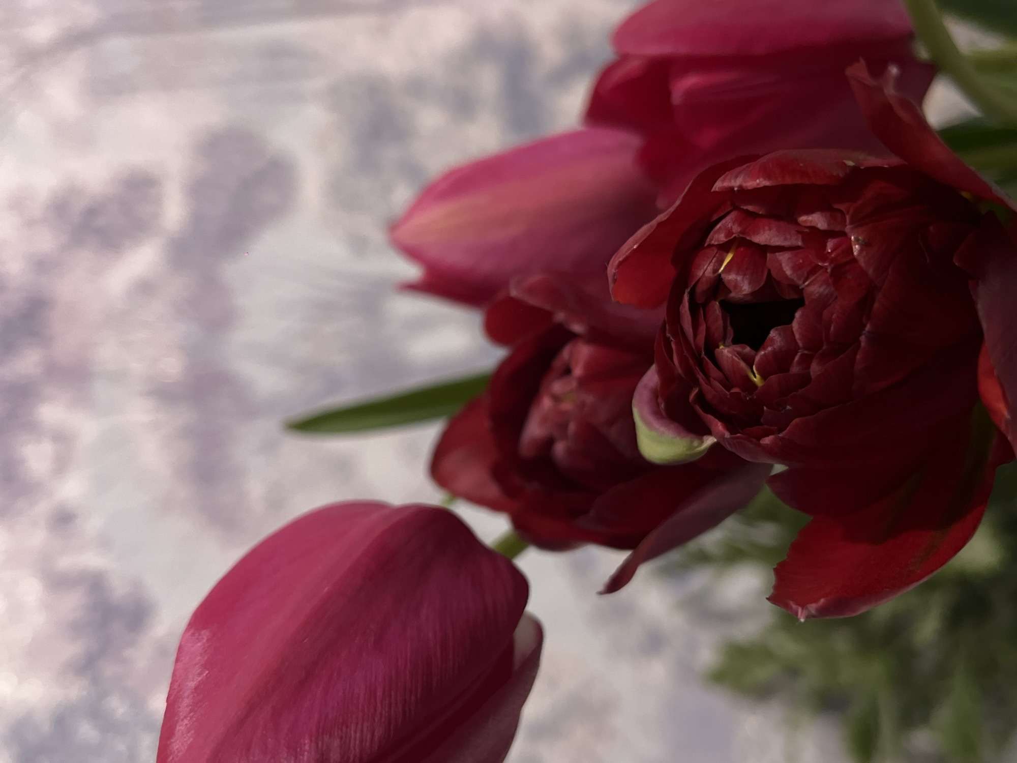 A close-up photograph features a bouquet of deep red flowers, including ranunculus and tulips, set against a blurred background that appears to be a marbled or textured surface. The ranunculus is in sharp focus, revealing its tightly packed petals. One tulip is at the bottom left.
The location and reference to Novopokrovskaya, Russia are irrelevant to the visual content of the image.