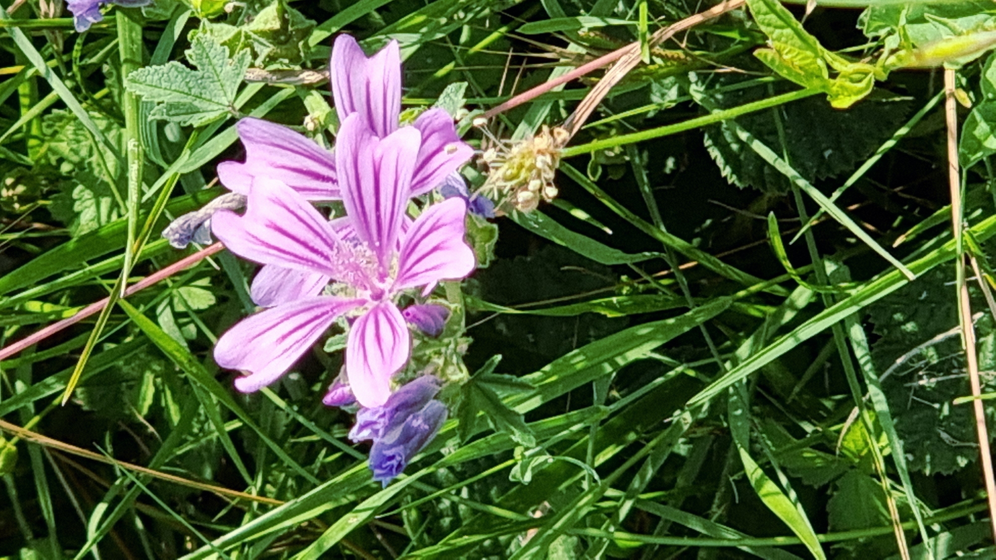 In the city of Sant Joan les Fonts, Spain, a close-up shot captures a cluster of purple flowers amidst lush green grass. The main subject is a pale purple mallow flower, its delicate petals marked with darker, radiating veins. To the left of this bloom, several smaller, deep purple buds are visible, some tightly closed and others partially unfurled. The surrounding environment is dominated by tall blades of grass, some appearing sharp and pointed, others softer and more feathery. Thin, reddish-pink stems or stalks crisscross the frame, adding subtle color contrast to the predominantly green and purple palette. The lighting suggests a sunny day, with shadows cast by the vegetation indicating the time of day. The overall scene depicts a natural, unmanicured setting, likely a meadow or field, showcasing the beauty of wildflowers in bloom.