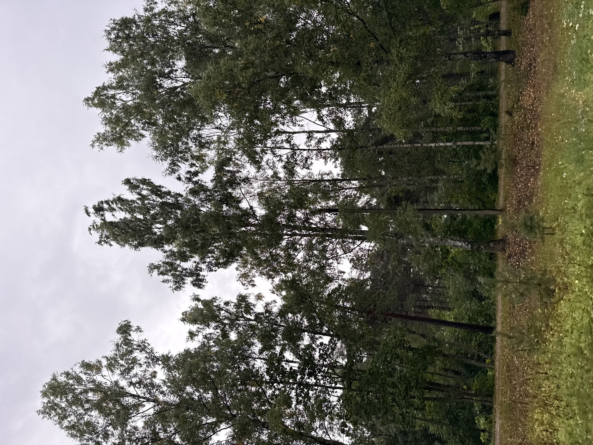 This is a landscape photograph of a dense forest with a cloudy sky overhead. The trees are tall and leafy, with a mix of deciduous and coniferous species. The ground is covered in fallen leaves and dry grass. In the foreground, there is a path that disappears into the woods. The overall impression is one of a peaceful and secluded natural setting. The image does not provide any specific clues about the location within Tallinn, Estonia.