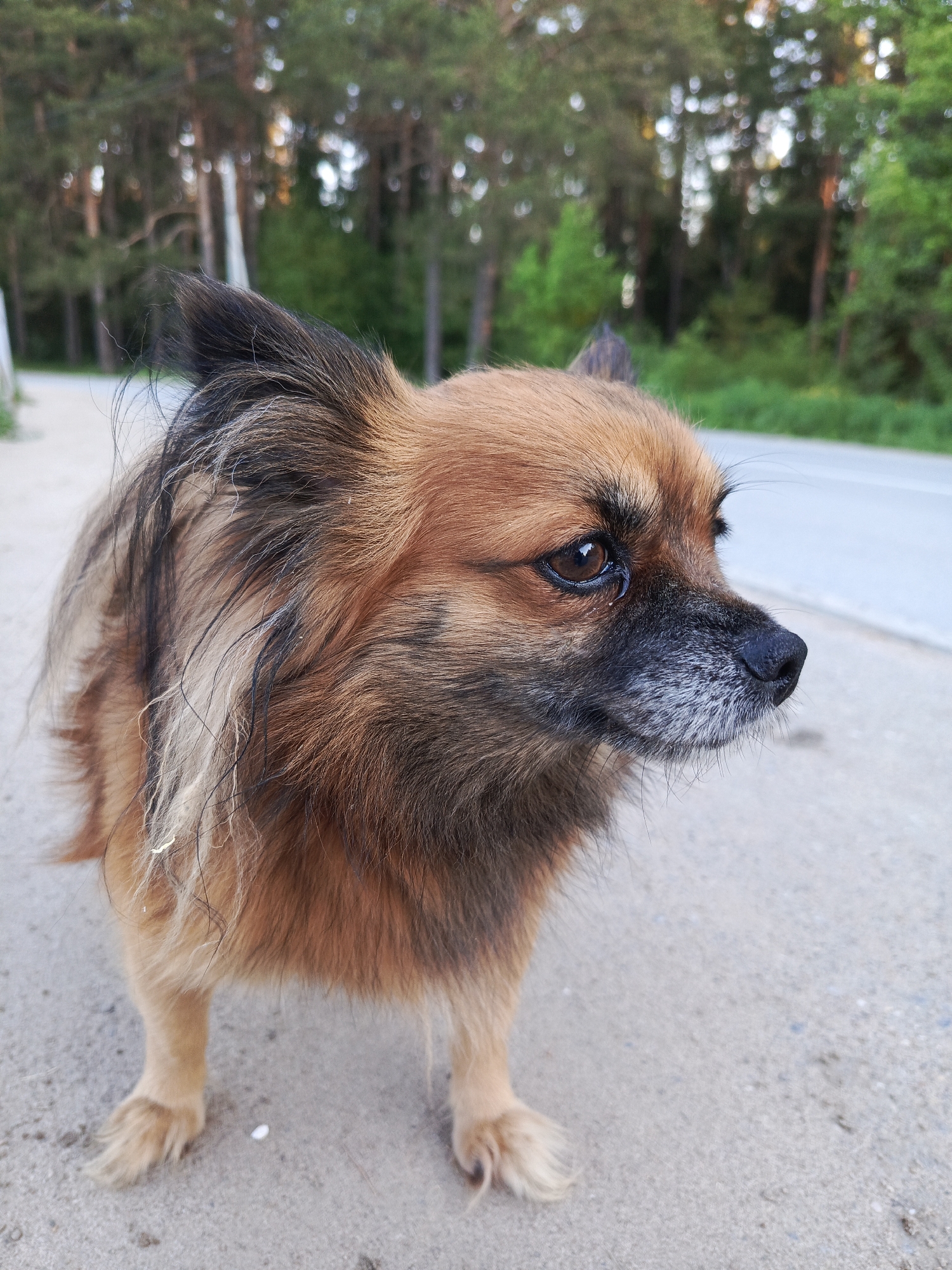 A medium-sized, brown and black, long-haired dog stands on a gray asphalt road. The dog has a grayish muzzle and dark eyes. The background shows a blurred line of green trees and a glimpse of a light-colored building or structure on the left. The scene suggests a location near a wooded area, potentially in or near a park or residential area. The city of Chaikovsky, Russia, is not clearly indicated in the image.
