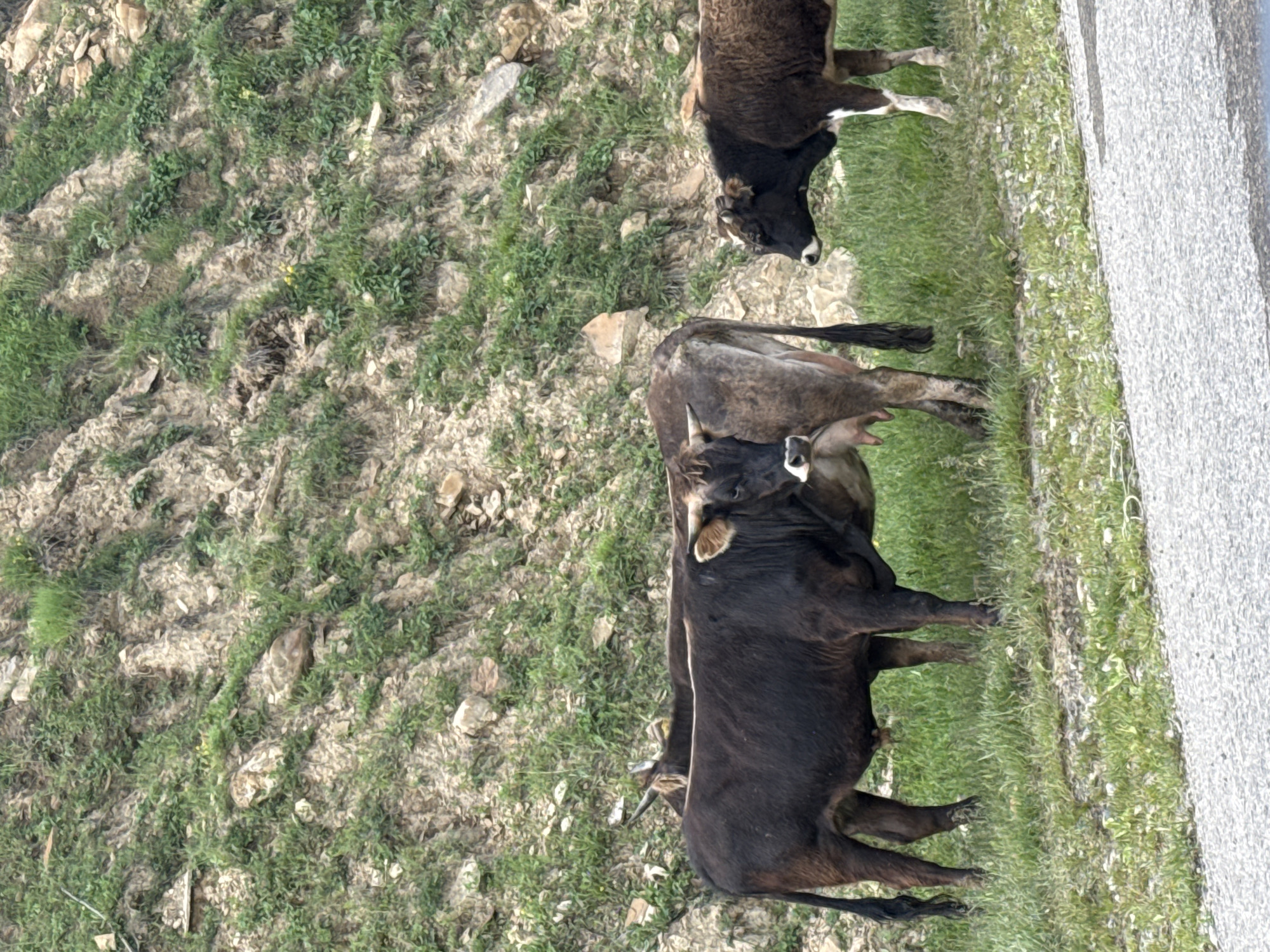 Three cows are standing on a grassy incline next to a road. The cow on the left is dark brown, and the cow in the center is lighter brown with a spotted pattern. The cow on the right is a smaller, dark brown and white calf. The background consists of a steep, rocky hillside covered in sparse green vegetation. The road in the foreground is paved with asphalt and appears to be wet. This scene is located in the village of Verkhnyaya Mara, Russia.
