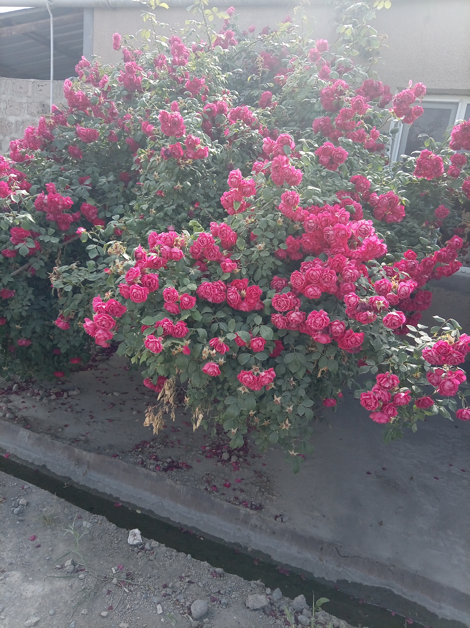 A dense bush of bright pink roses is in full bloom, with many clusters of small roses covering the plant. The roses are a vibrant pink, and some have darker pink centers. The bush is quite large and fills most of the frame. The background shows a light-colored building with a window, and a portion of a roof structure. In the foreground, there is a concrete ditch or channel filled with dark water, and the ground is covered with pebbles, soil, and fallen rose petals. There are no people or animals visible in the image.