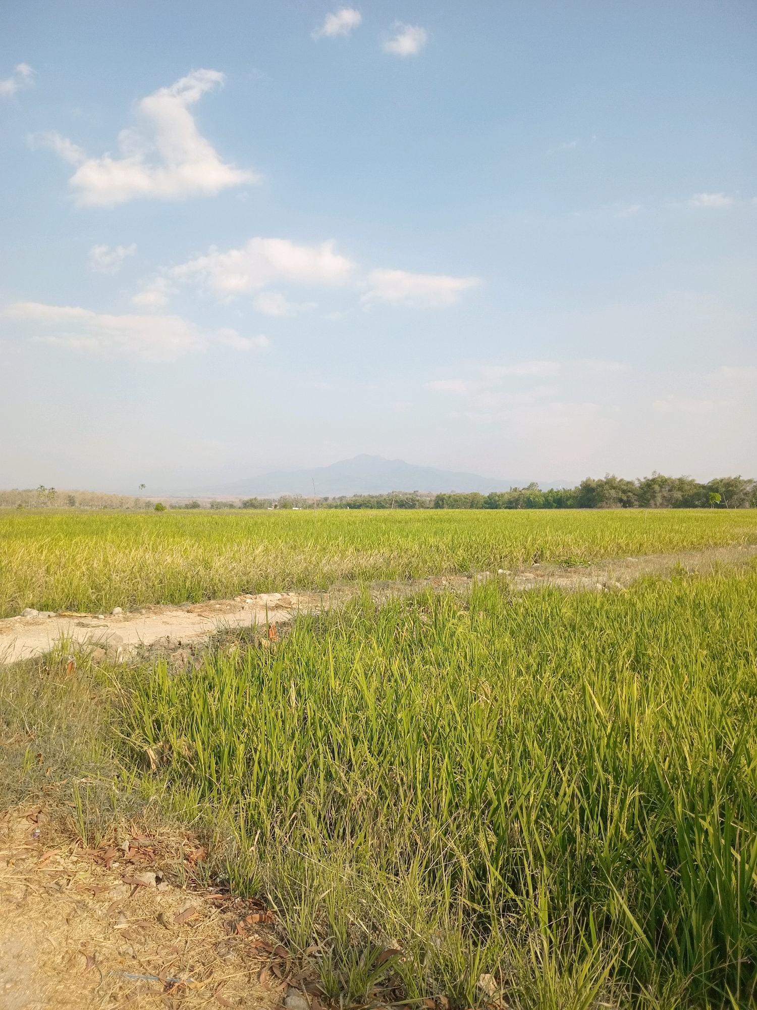 The image depicts a rural landscape in Mojorayung, Indonesia, characterized by a vast expanse of lush green rice paddies under a pale blue sky dotted with wispy clouds. The foreground features a dirt path bordering the cultivated field, with dry vegetation and scattered debris. In the mid-ground, the rice field stretches horizontally, appearing dense and uniform in its green hue. A line of trees forms a natural border further in the distance, and beyond that, hazy mountains rise against the horizon. The overall impression is one of natural beauty and agricultural activity.