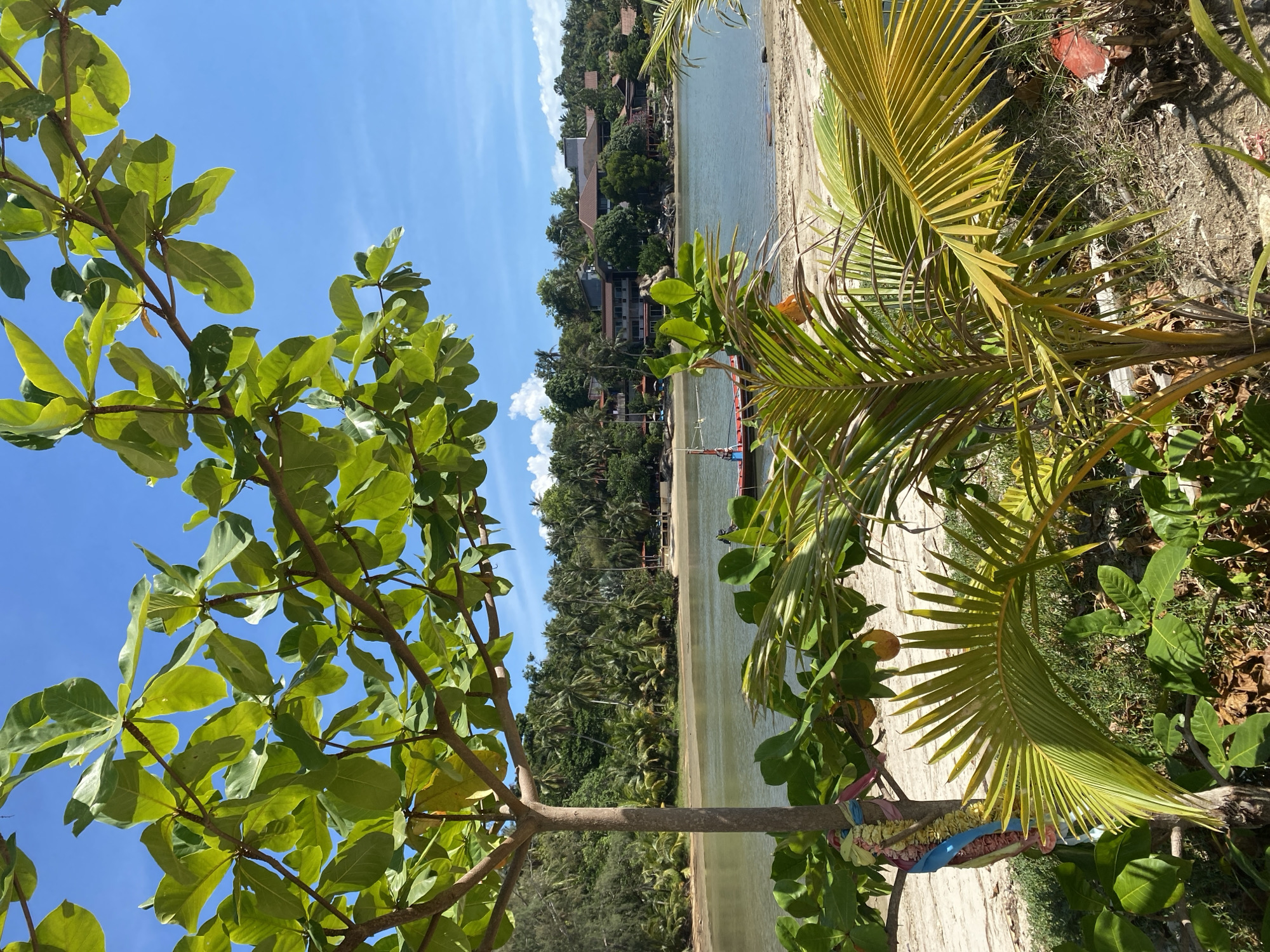 The image captures a vibrant tropical beach scene in Baan Wok Tum, Thailand, bathed in bright daylight under a clear blue sky. The composition frames a serene bay with lush vegetation and distant buildings.
In the immediate foreground, vibrant green foliage from two distinct tropical trees partially obscures the view. On the left, broad, oval-shaped leaves of a tree extend across the frame, with a trunk around which colorful fabric strips (blue, pink, and white) are tied, suggesting a local custom. On the right, fronds of a palm tree are visible, with ground-level vegetation below.
The middle ground features a calm, light blue-green body of water, likely a bay, bordered by a strip of pale sandy beach. A small, traditional longtail boat, distinctly colored red and blue, is partially visible near the distant shoreline, moored in the shallow water.
Across the bay, the background reveals a dense tropical coastline, heavily forested with numerous palm trees and other green foliage. Several multi-story buildings, consistent with resort or residential architecture, are nestled within the greenery along this shore.
The sky is a brilliant, clear blue with a few subtle white clouds, indicating sunny and pleasant weather, likely late morning or early afternoon. No people or visible text are present, contributing to a sense of tranquil natural beauty. The overall atmosphere is one of peaceful tropical paradise.