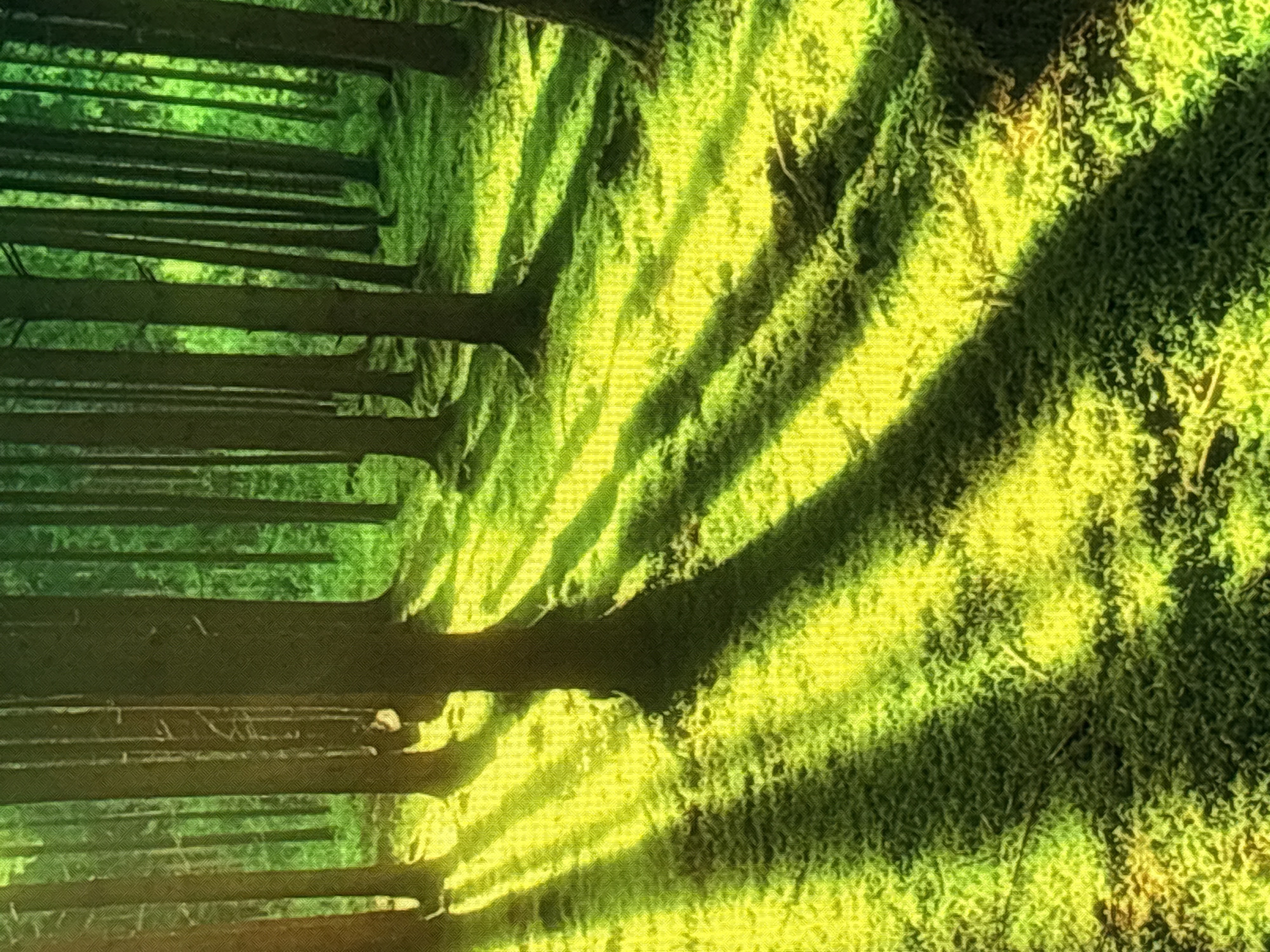 The image shows a sun-dappled forest floor covered in moss, with tall trees casting long shadows across the ground. The lighting suggests it is daytime, with sunlight filtering through the canopy. There are no people or animals visible in the image. The environment appears natural and undisturbed. The image is a photograph of a forest. There is no indication that this scene is located in Sofia, Bulgaria.