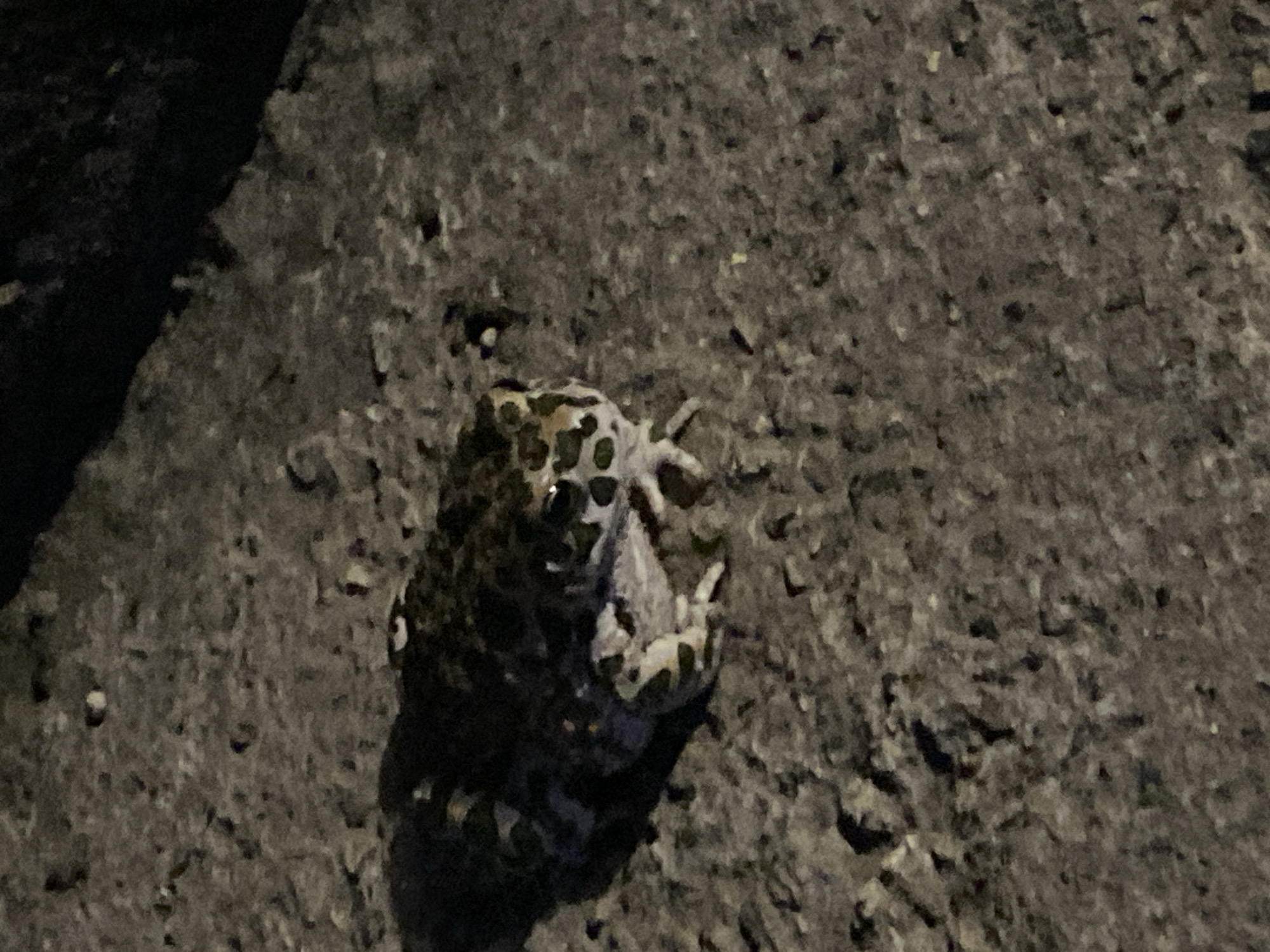 A frog with a mottled black and white pattern is positioned on a textured, gray asphalt surface. The frog is facing towards the right side of the frame. The background is dark and out of focus, suggesting it is nighttime. No specific location in Kisliakovskaya, Russia, is discernible from the image.