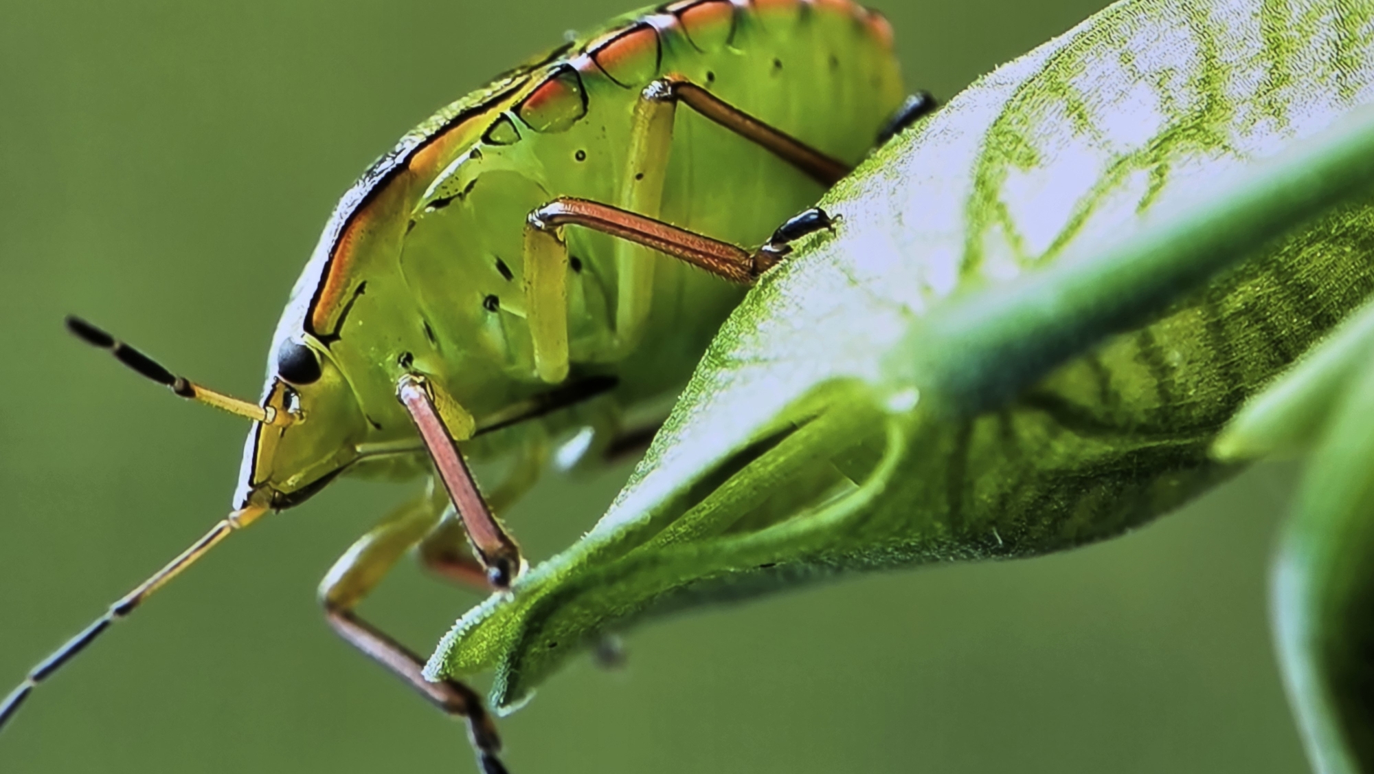 This is an extreme close-up, macro photograph of a green shield bug. The bug is positioned on a vibrant green, textured plant stem or leaf, which curves upwards and fills the lower portion of the frame. The bug's body is predominantly emerald green, with intricate black markings and reddish-orange banding along its edges. Its legs, which are reddish-brown and segmented, are clearly visible, gripping the plant. The bug's head is tilted upwards and to the left, with its antennae extended. The background is a soft, out-of-focus green, suggesting a natural, outdoor environment. There is no indication of the city of Batumi, Georgia, or any urban elements in this image.