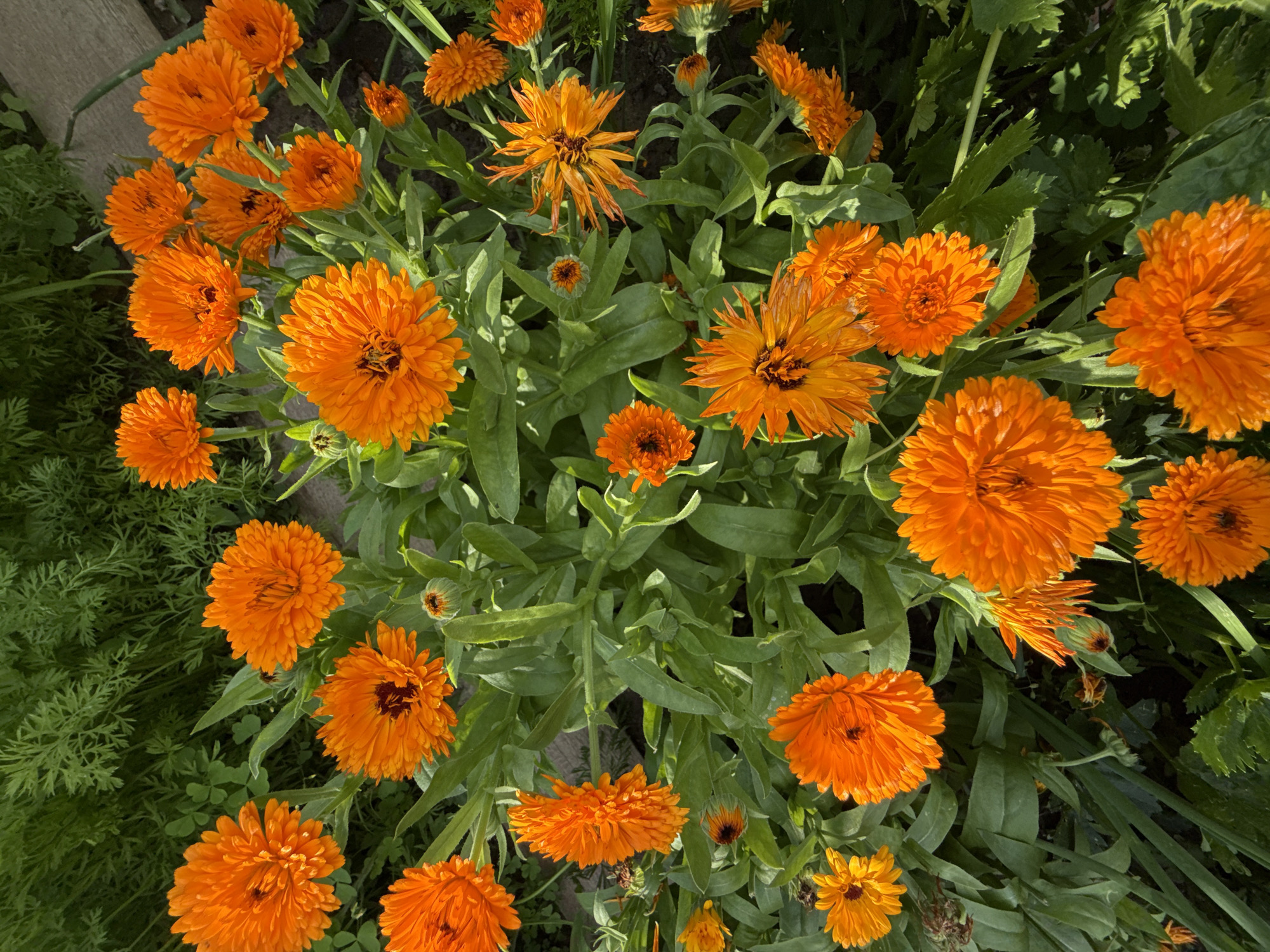 The image displays a close-up, overhead view of a patch of bright orange calendula flowers in a garden setting. The flowers are in various stages of bloom, with some fully open and others in bud. The foliage is lush and green, with some of the leaves showing hints of sunlight. The background is a mix of dark soil and more greenery, suggesting a natural or cultivated garden environment. There are no people or animals visible in the image. The overall impression is one of a vibrant, sunny day in a garden. The location is identified as Bor, Russia.