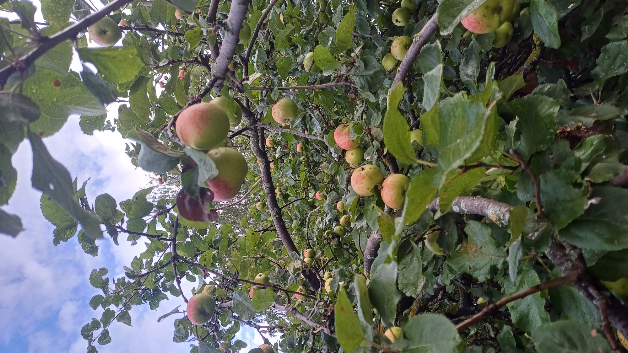 This image depicts an apple tree laden with ripe apples, situated within the city of Podgornoye, Russia. The viewpoint is from below, looking upwards through the branches and foliage towards a partially cloudy sky. Numerous apples, in various stages of ripeness with green and red hues, are visible, attached to the branches. The leaves of the tree are predominantly green, with some showing signs of autumnal color change or damage. The branches are gnarled and appear aged, some exhibiting lichen growth. The overall environment suggests an outdoor orchard setting in a rural or semi-rural area. There are no people or animals present in the frame. The lighting indicates it is daytime, likely late afternoon or early morning given the soft light.