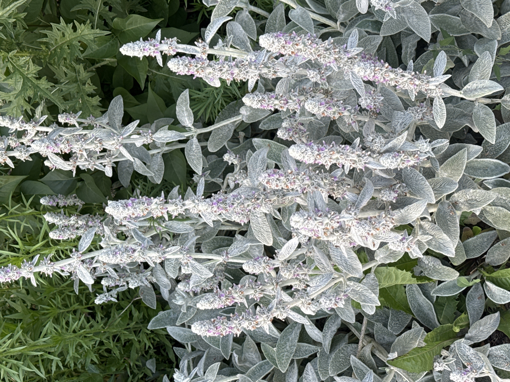 This is a close-up, eye-level, outdoor photograph of Lamb's Ear plants (Stachys byzantina) with their characteristic fuzzy, silver-green leaves and spiky, white and pink flower stalks. The plants are densely clustered, filling the frame from edge to edge. In the background, out-of-focus green foliage of other plants creates a soft backdrop. The lighting is natural, suggesting daytime. The scene appears to be in a garden or a natural landscape setting within an unspecified urban location. No people are visible in the image.