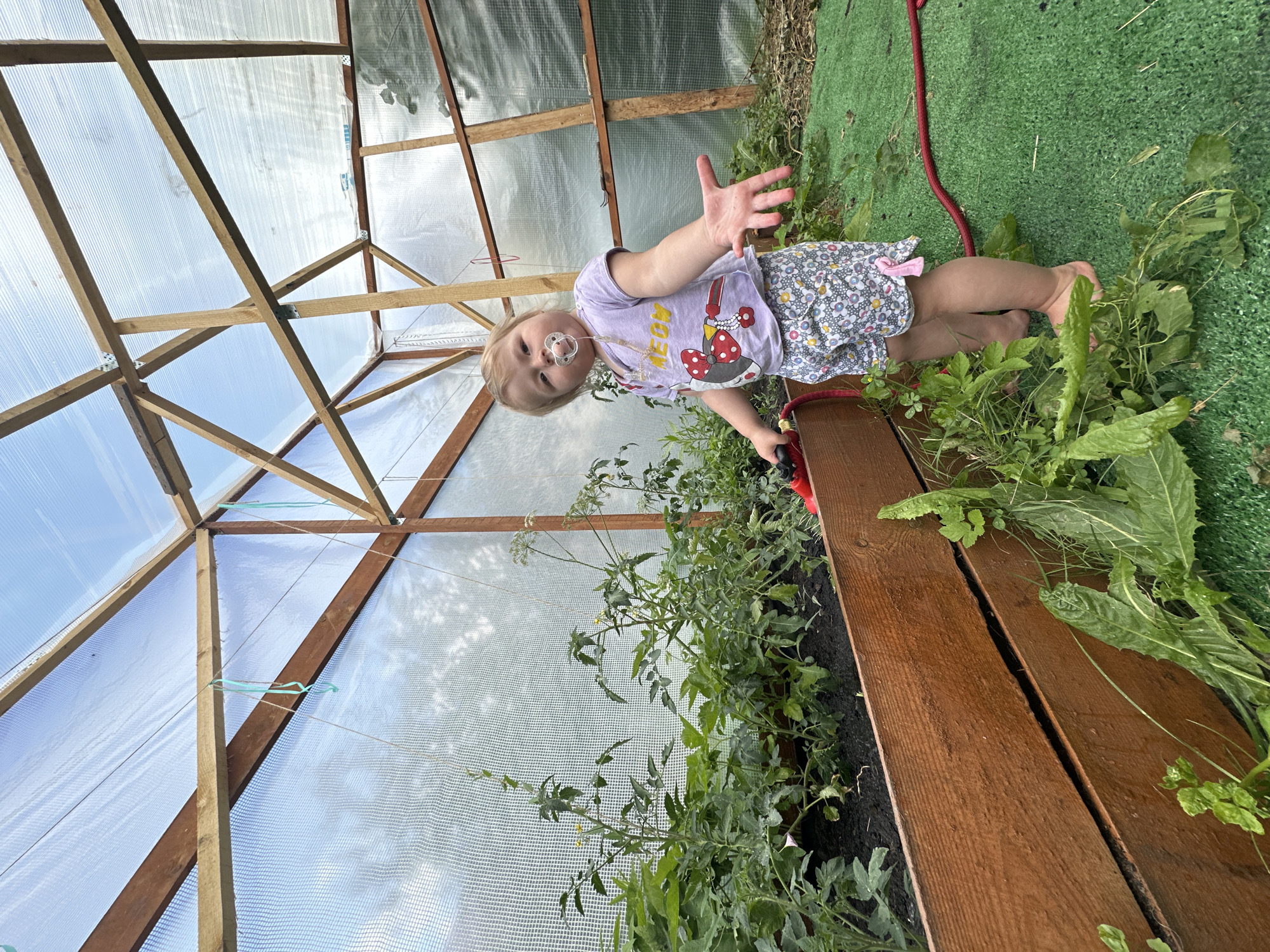 A young child, with a pacifier in their mouth and wearing a purple t-shirt with a graphic of Minnie Mouse and flower-patterned shorts, stands in a greenhouse in Nizhny Novgorod, Russia. The child is holding a red hose and has their right hand outstretched. The greenhouse has a wooden frame and is covered with a transparent material, likely polycarbonate sheeting, revealing a blue sky. Inside, there are raised garden beds filled with plants, appearing to be tomatoes, and a green artificial turf floor. Weeds are visible around the edges of the garden beds and on the floor.