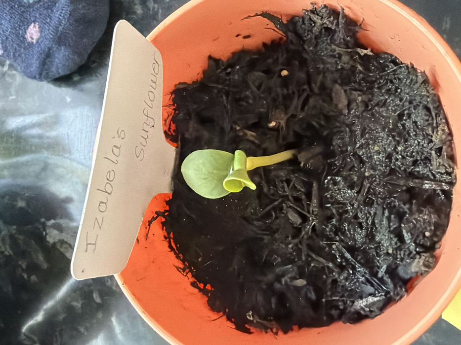 The scene depicts a close-up view of a single sunflower sprout in an orange plastic pot, located within a domestic setting in Bretton, United Kingdom. The young plant, identified by a handwritten white plant marker as "Izabela's Sunflower," features a light green cotyledon leaf structure atop a yellowish-green stem, emerging from dark, moist potting soil or mulch containing visible wood chips. The pot's interior rim shows residue from the soil. The background is out of focus, revealing a dark, mottled surface, likely a countertop, and a dark blue or grey patterned sock positioned in the upper right corner. No individuals are visible.