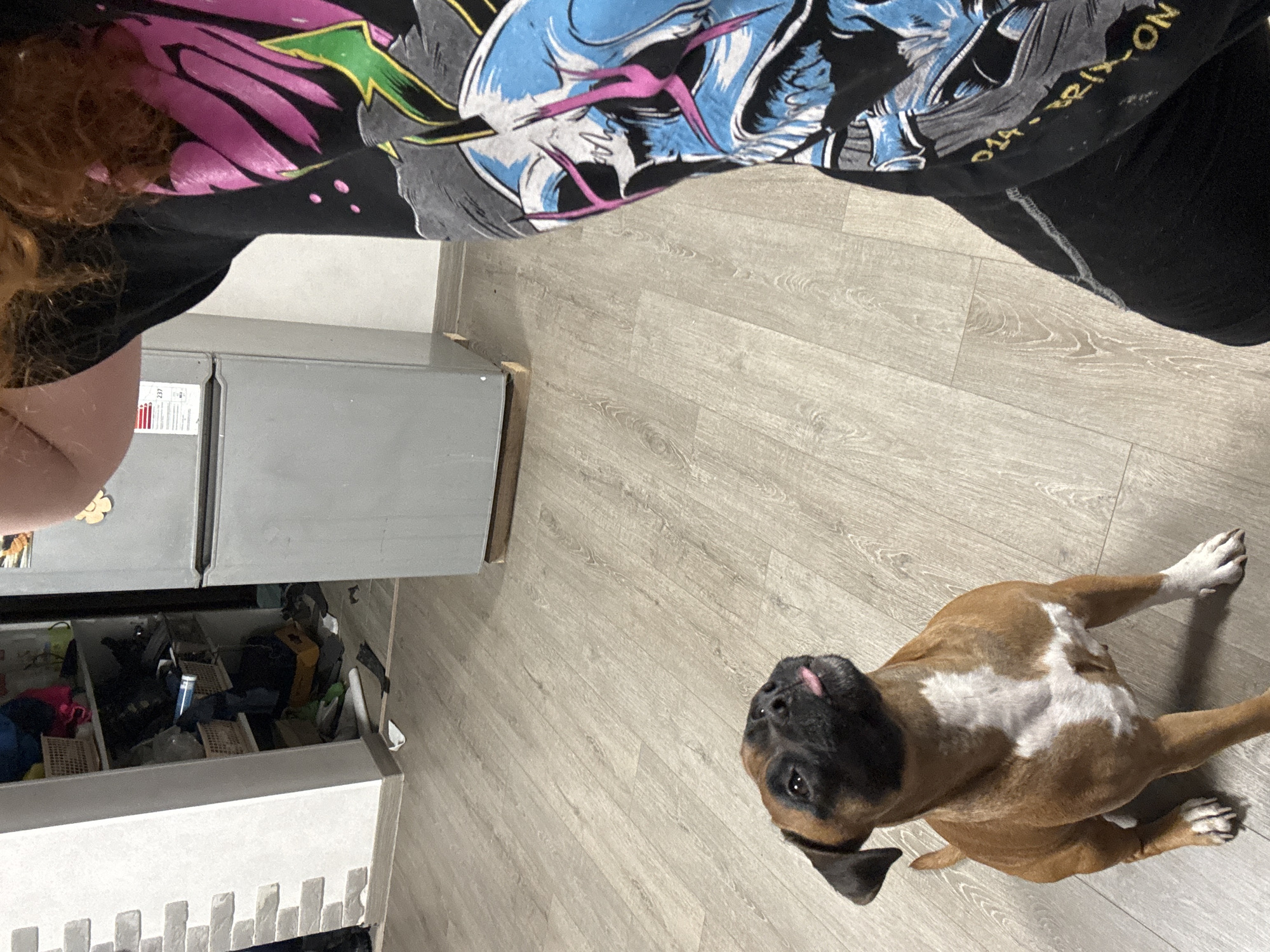 A first-person perspective shot shows a person standing near a partially open refrigerator with a light-colored wooden floor in a residential space. A brown and white Boxer dog lies on the floor, looking up at the person, with its tongue slightly sticking out. The person wears a black t-shirt with a colorful graphic design. The refrigerator is gray and positioned against a wall, next to a white cabinet with an open drawer containing various items. The location is potentially in the city of Chaikovsky, Russia, based on the user's provided information.