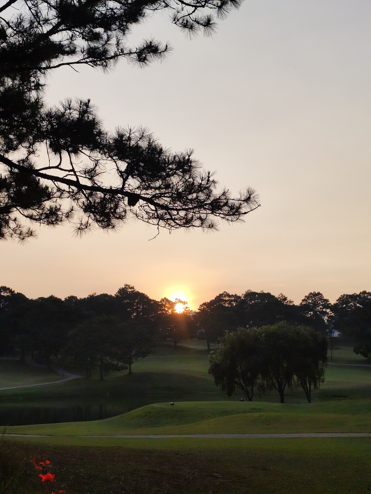 The image depicts a landscape at sunset in an unknown city. The foreground features a green field with red flowers in the lower left corner. A winding path extends through the field, leading towards a pond and gently rolling hills. The midground is defined by trees obscuring the setting sun, creating a silhouette effect. The branches of a large pine tree extend across the upper left portion of the image, adding depth and framing the scene. The sky exhibits hues of orange and gray.