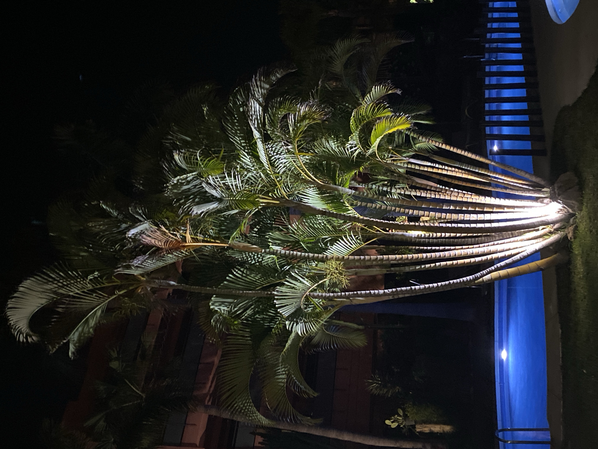 The image depicts a tropical scene at night, with a large palm tree illuminated by artificial light. The palm tree's fronds are a vibrant green, contrasting with the dark background. Its trunk is thick and segmented, with multiple stems fanning out from the base. To the right of the palm tree, a swimming pool is visible, its bright blue water reflecting the lights. Steps leading into the pool are also illuminated, creating a striking visual effect. The overall ambiance is tranquil and serene, suggesting a peaceful evening in a resort or a private residence. The time of day is clearly night, indicated by the darkness and artificial lighting. The location appears to be a warm climate, given the presence of palm trees and a swimming pool. No people are visible in the image, nor is there any text. The image is taken from a slightly elevated angle, looking down at the palm tree and pool.