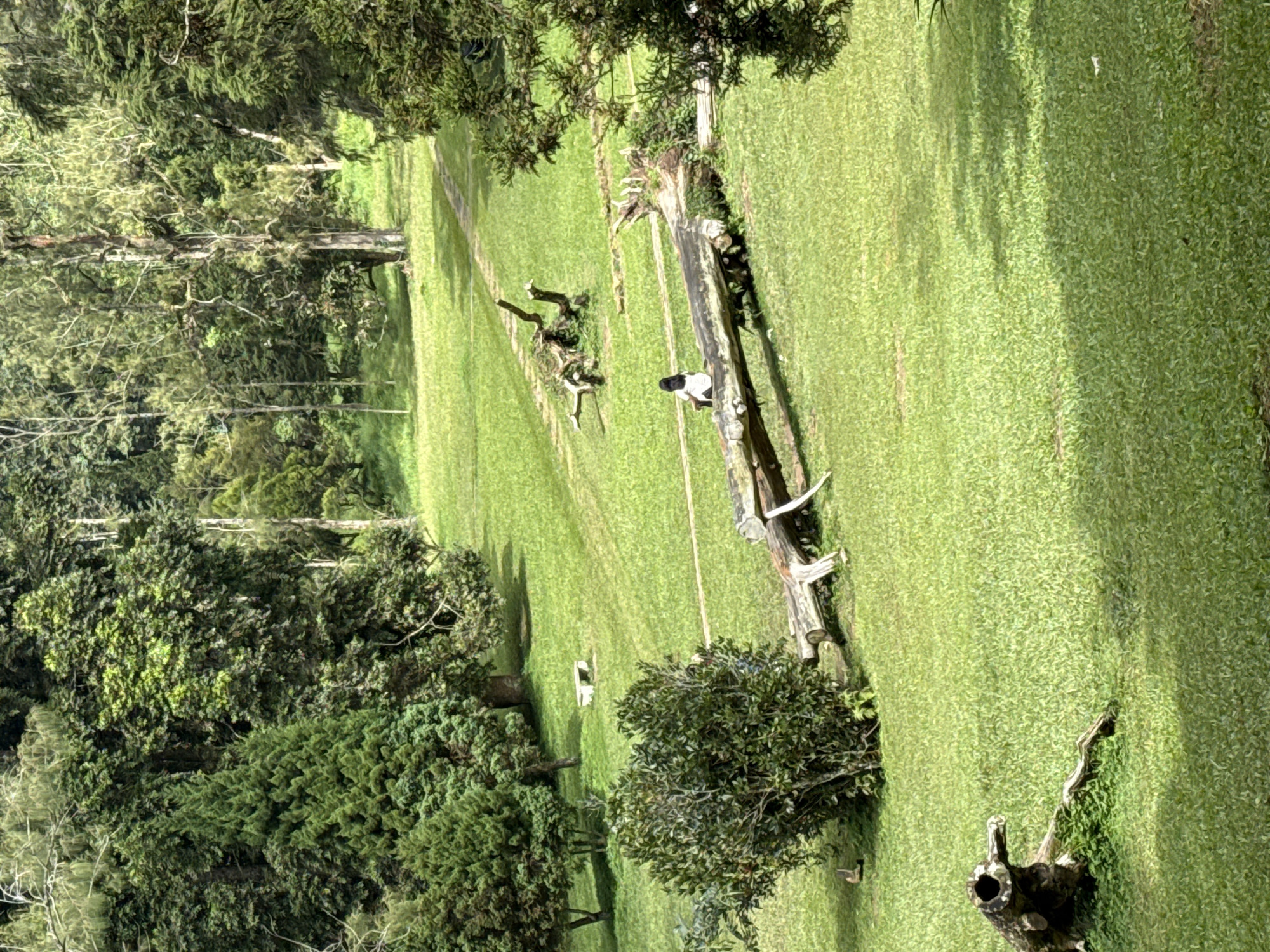 The image captures a vibrant, verdant outdoor landscape, likely a park or a cleared forest area, seen from an elevated perspective. A vast expanse of lush green grass dominates the scene, sloping gently upwards towards the background. The grassy area is bordered on the left by a dense wall of tall, tropical trees and diverse foliage, extending into the distance. Scattered across the field are several large, weathered tree trunks, some appearing to be purposefully placed or fallen logs.
In the mid-ground, a lone person is visible, sitting on one of the larger fallen logs towards the right side of the frame. They are wearing a white top and dark bottoms, appearing relaxed and observing the surroundings. The sunlight casts distinct shadows of trees and foliage onto the grass, indicating a clear, sunny day, likely mid-morning or afternoon. The overall atmosphere is one of peaceful natural beauty and tranquility. No visible text is present in the image. The environment, with its rich, green flora, aligns with the tropical landscape typical of Baturiti, Indonesia.