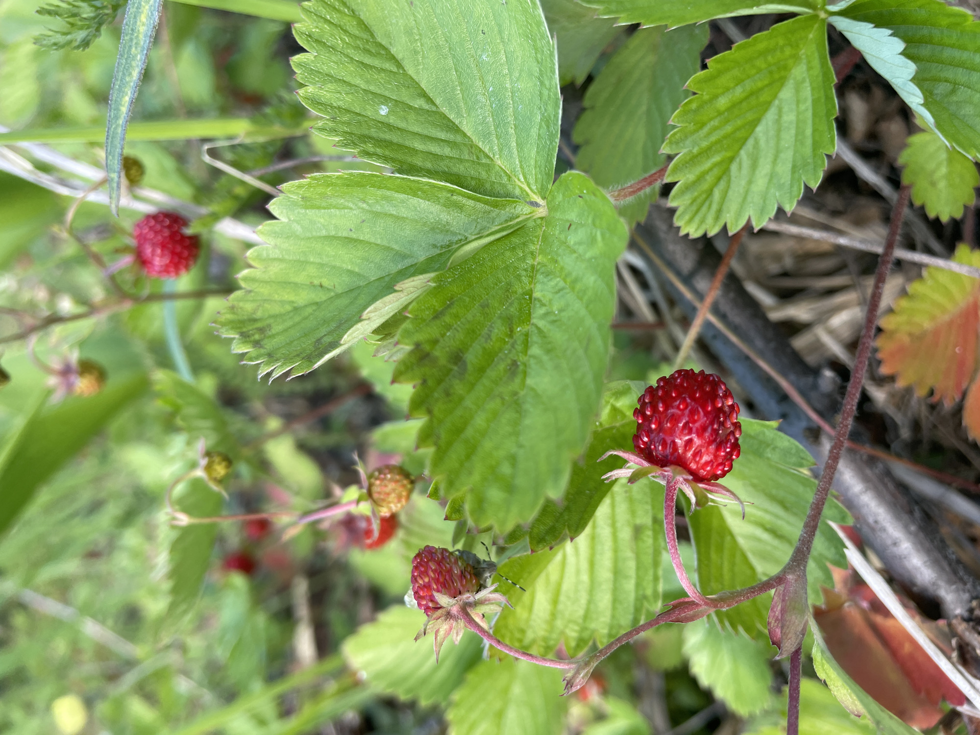 A close-up, eye-level, outdoor shot captures wild strawberries growing amongst green leaves in Bol'shie Ozerki, Russia. Two ripe, red strawberries are prominent in the foreground, with one slightly out of focus. A partially obscured small insect, possibly a beetle, is visible on the stem of the upper left strawberry. Several unripe or developing green strawberries are scattered throughout the background, along with lush green foliage and dried plant matter on the ground. The lighting suggests it is daytime.