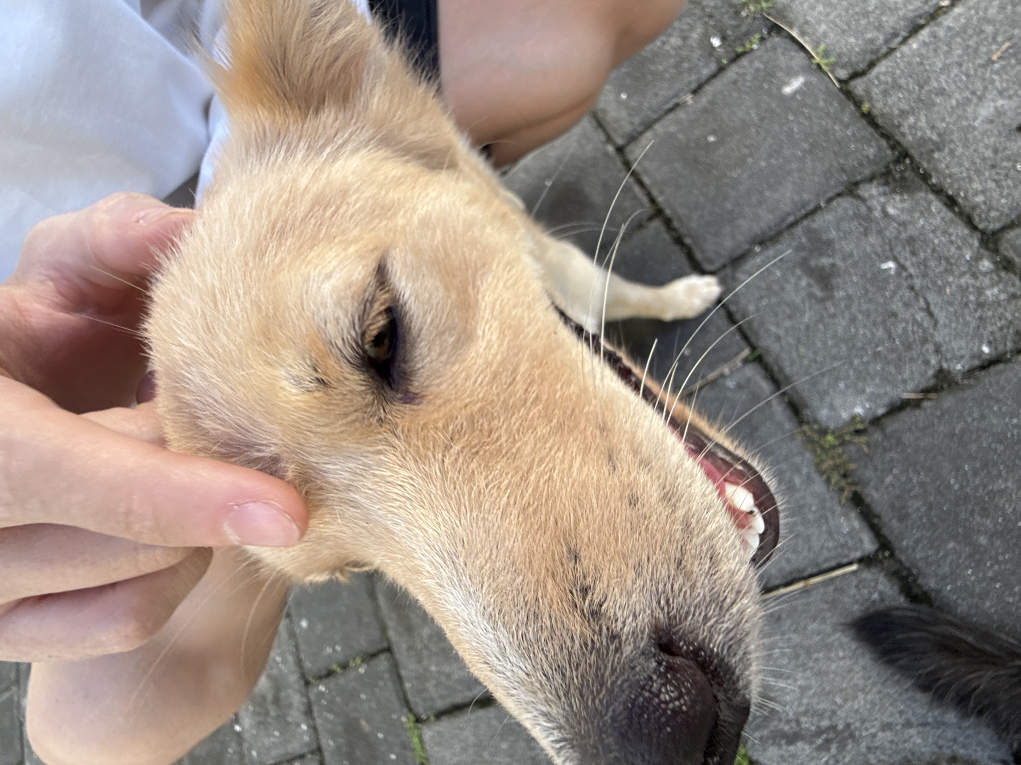 A close-up, eye-level shot captures a person petting a light brown dog outdoors during the daytime. The dog, with light-colored fur, is positioned facing the right side of the frame, with its head tilted slightly upwards. A person's hand is visible on the left, gently stroking the dog's head near its ear. The dog's right eye, dark and partially shadowed, is visible, along with its prominent whiskers extending from its snout. Its mouth is slightly open, revealing some white teeth and pink gums, suggesting it might be panting or displaying a relaxed, happy expression.
In the background, parts of the person's white shirt and bare leg are visible. The ground is paved with interlocking gray pavers, some of which have small patches of green moss or grass growing in the cracks. A glimpse of what appears to be another dog's black tail is visible in the lower right corner, extending onto the paved surface. The lighting is bright and natural, indicating a sunny day. No text is visible in the image. The overall scene conveys a moment of affectionate interaction between a person and a dog in an outdoor setting.