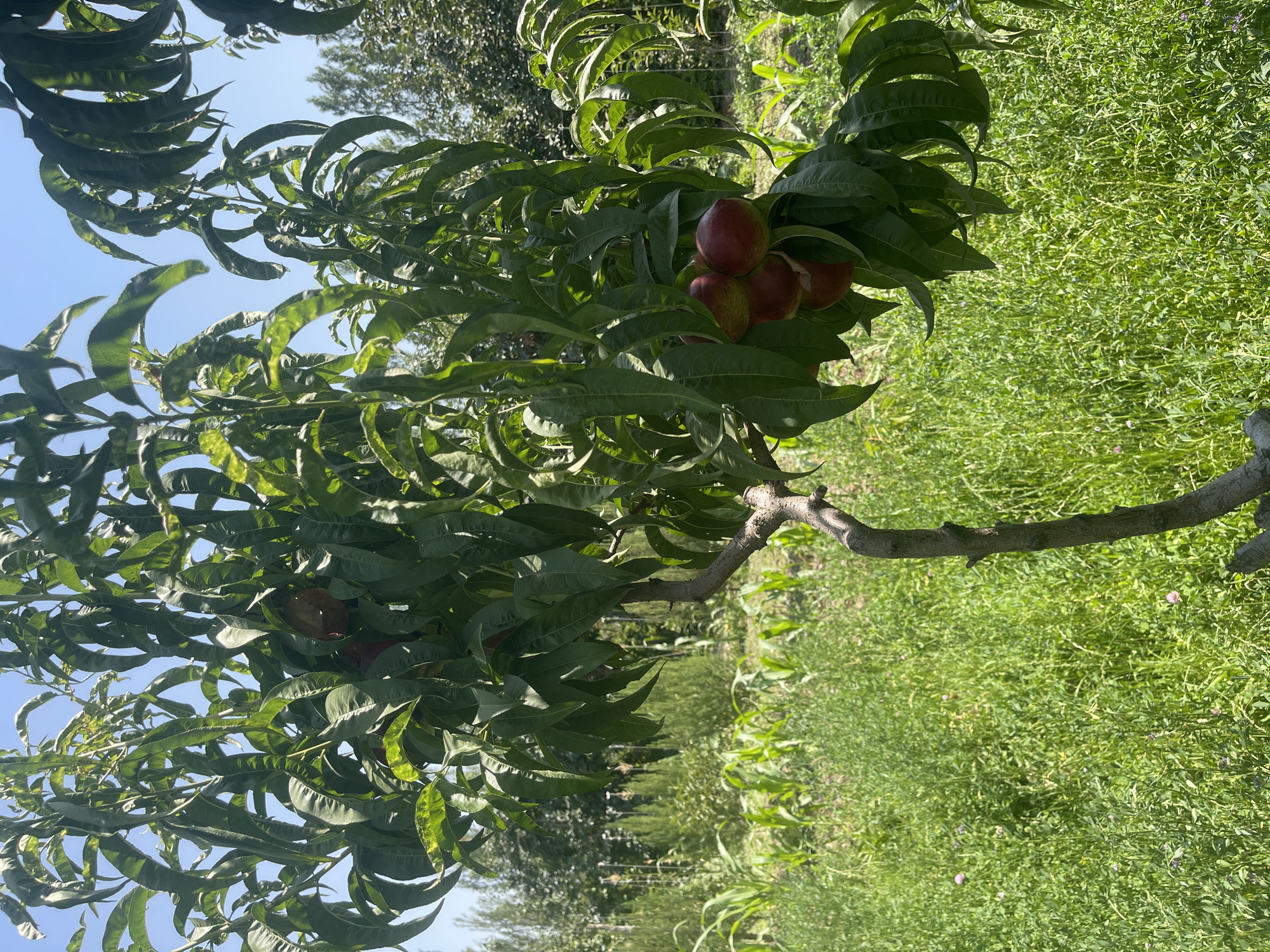 A vertical, medium shot captures a peach tree with ripe fruit in the foreground, set against a backdrop of a lush, green field and a clear blue sky. The tree, which appears to be young or dwarf, has a distinctive, gnarled trunk and branches laden with dark green leaves. Several ripe peaches, round and reddish-purple, are clustered on a branch in the lower right quadrant of the image, with more fruit partially obscured by leaves higher up on the tree.
The field in the middle ground is densely covered with green vegetation, possibly a mix of grass and clover, with occasional small purple flowers. Rows of young corn stalks are visible in the far middle ground, planted in a staggered pattern. In the background, a line of trees forms a natural boundary. The scene is bathed in bright daylight, suggesting a sunny day. The image does not contain any people or animals. The location is identified as a rural area, likely a farm or garden, in the vicinity of Жаңы-Абад, Kyrgyzstan.